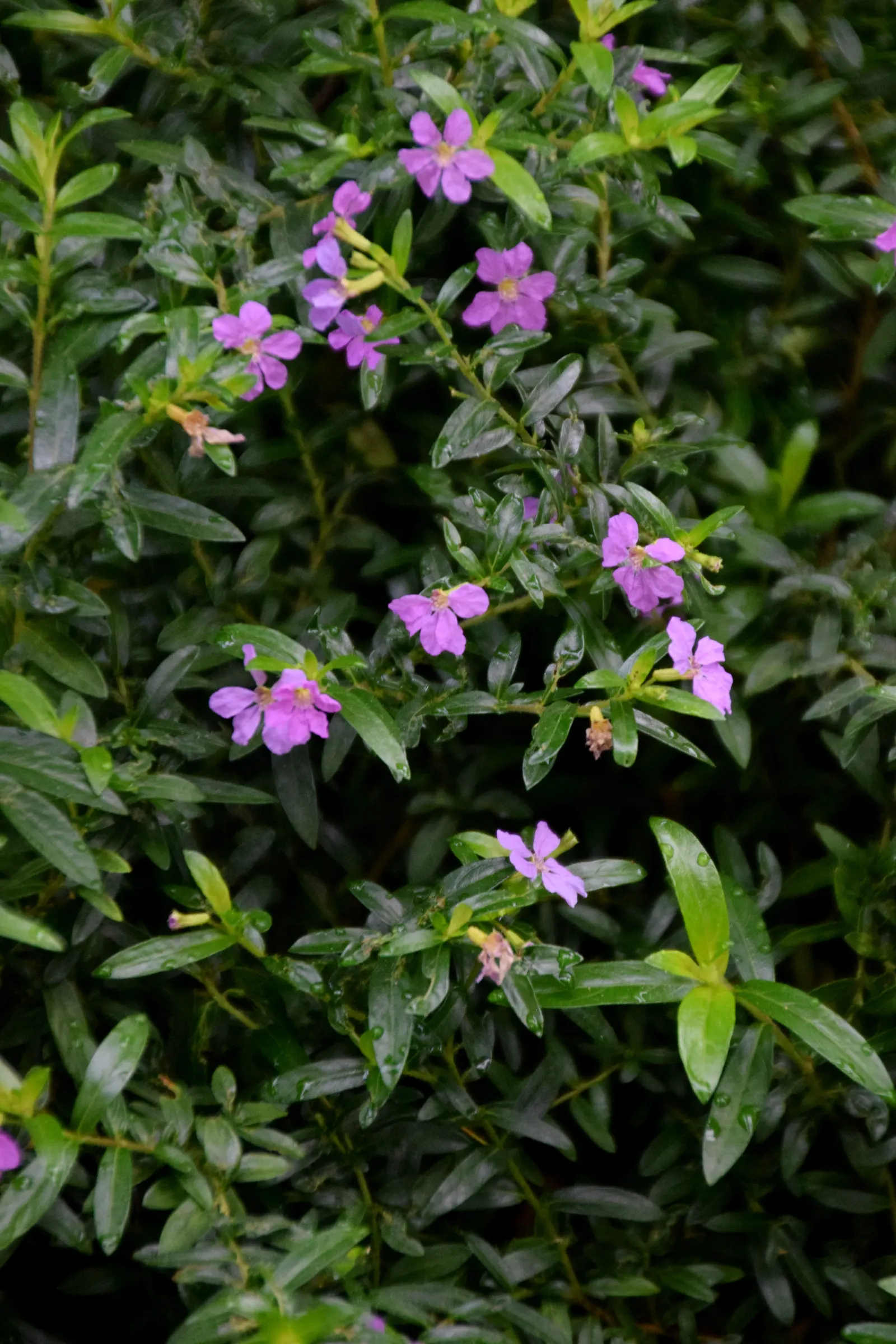 False Heather (Cuphea Hyssopifolia) — The flowers are approximately 0.5 inches in length and emerge in abundance throughout the warmer months; with small