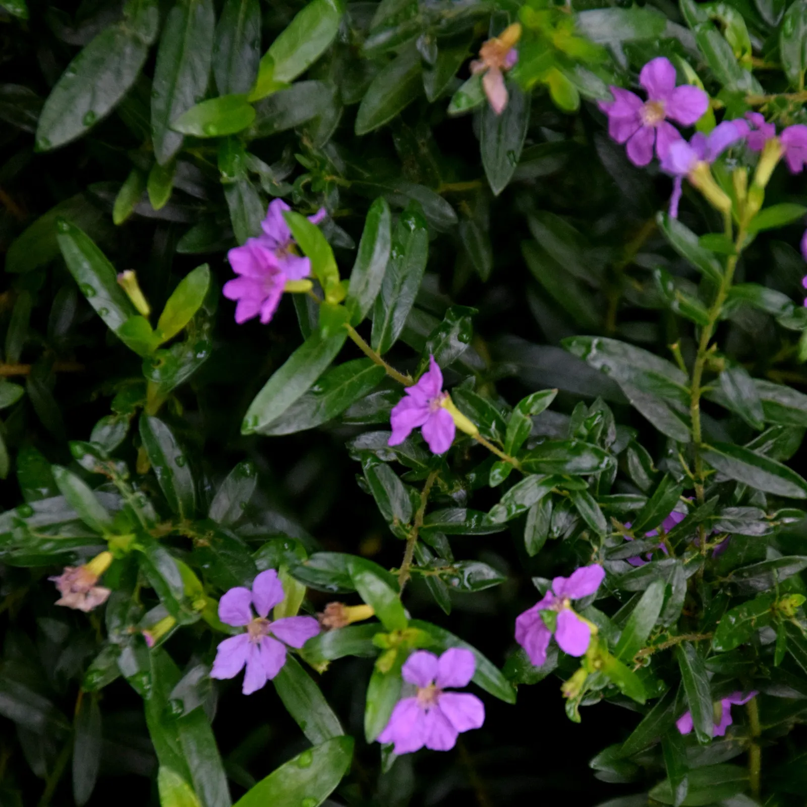 False Heather (Cuphea Hyssopifolia) — consider using False Heather as a low hedge; is a versatile and evergreen shrub that brings a touch of delicate beauty to