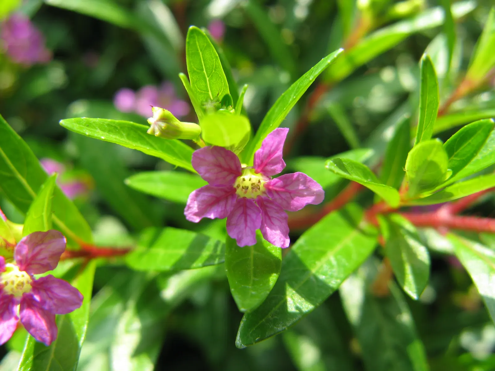 False Heather (Cuphea Hyssopifolia) — or in container plantings where its continual blooms can be appreciated up close