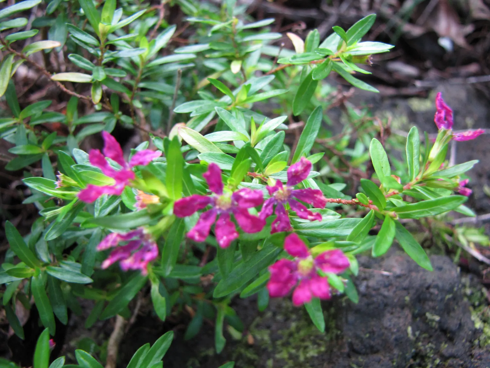 False Heather (Cuphea Hyssopifolia) — resembling that of heather; this charming plant typically reaches a height and spread of 2 to 3 feet