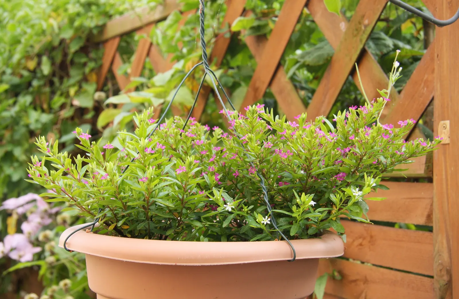 False Heather (Cuphea Hyssopifolia) — These deep green leaves create a lush backdrop for the plant's profusion of petite; or in container plantings, image 63