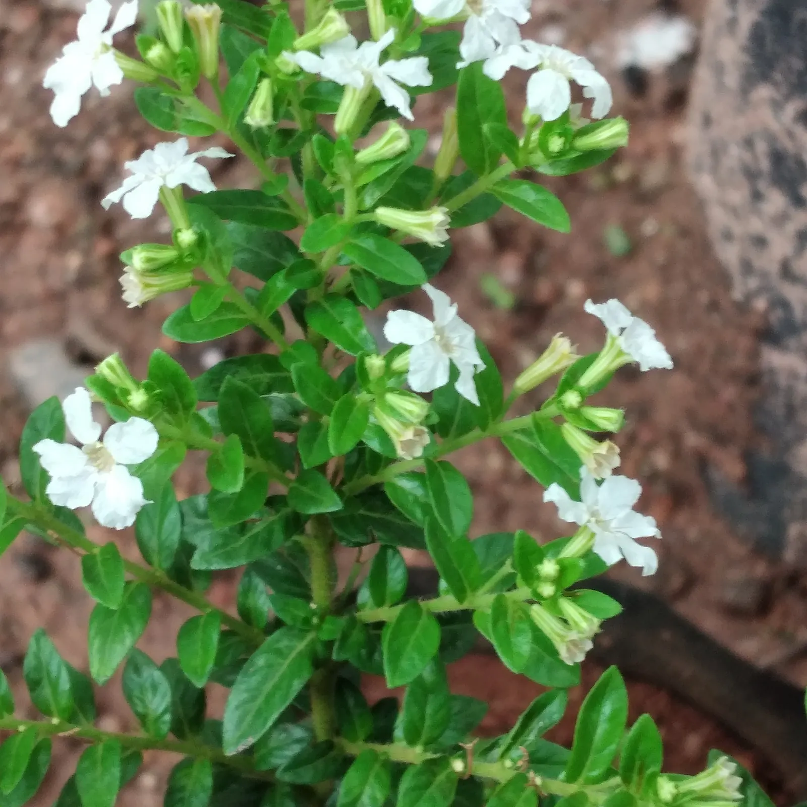 False Heather (Cuphea Hyssopifolia) — making it ideal for borders