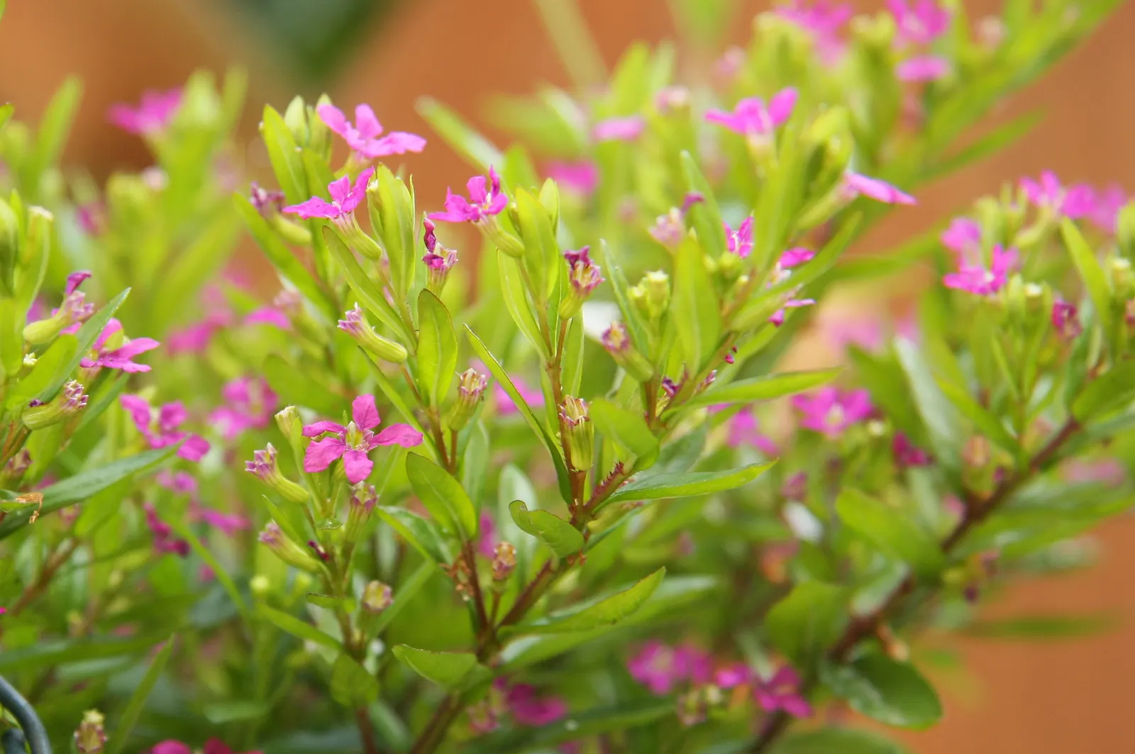 False Heather (Cuphea Hyssopifolia) — These deep green leaves create a lush backdrop for the plant's profusion of petite