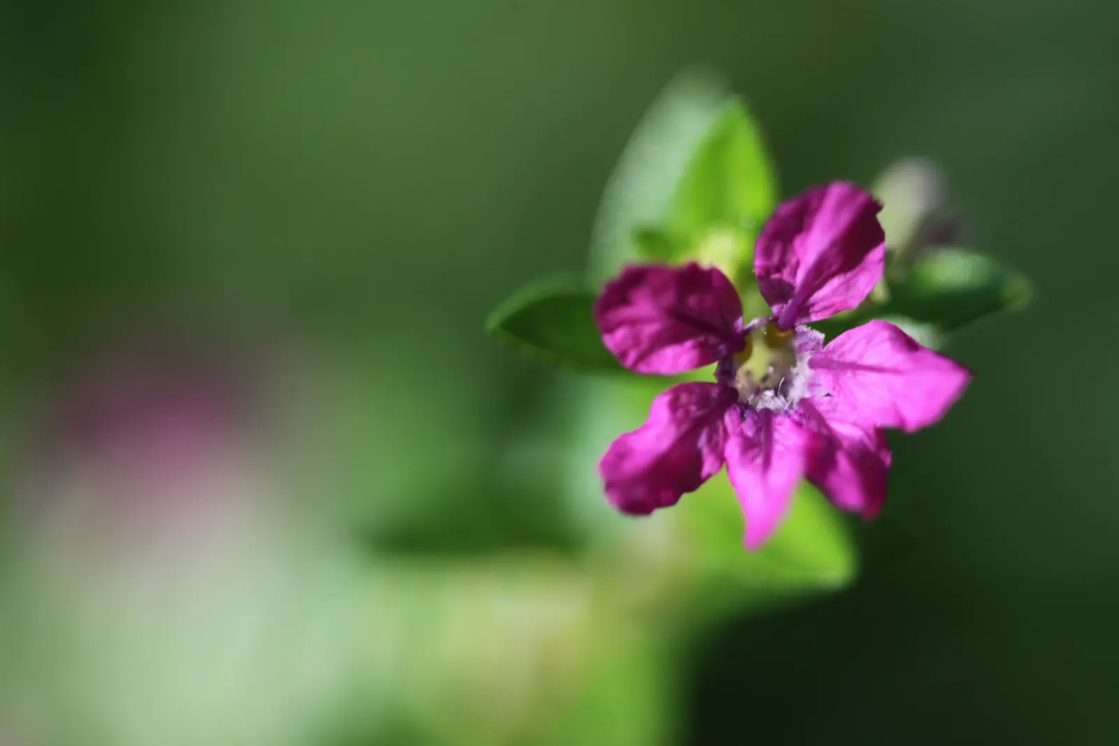 False Heather (Cuphea Hyssopifolia) — Once established, it is moderately drought-tolerant, requiring less frequent watering; making it ideal for, image 68