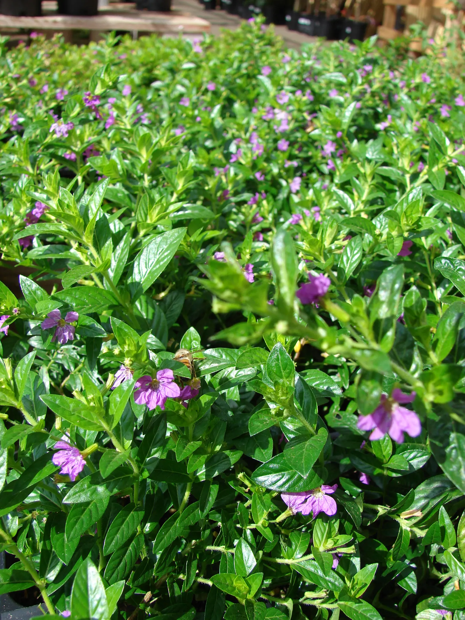 False Heather (Cuphea Hyssopifolia) — Once established, it is moderately drought-tolerant, requiring less frequent watering; making it ideal for borders
