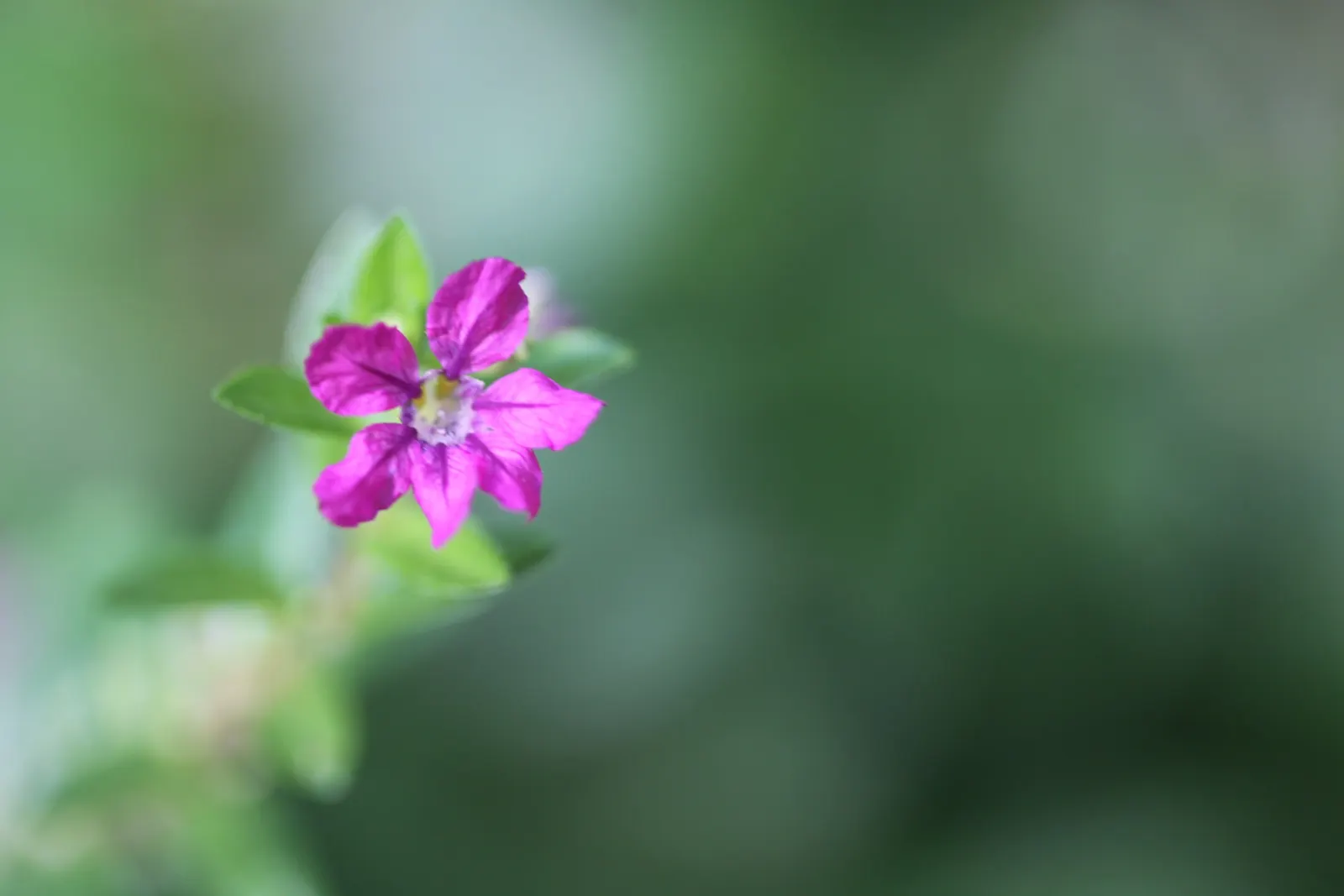 False Heather (Cuphea Hyssopifolia) — with small lance-shaped leaves measuring roughly 0.5 to 1 inch in length