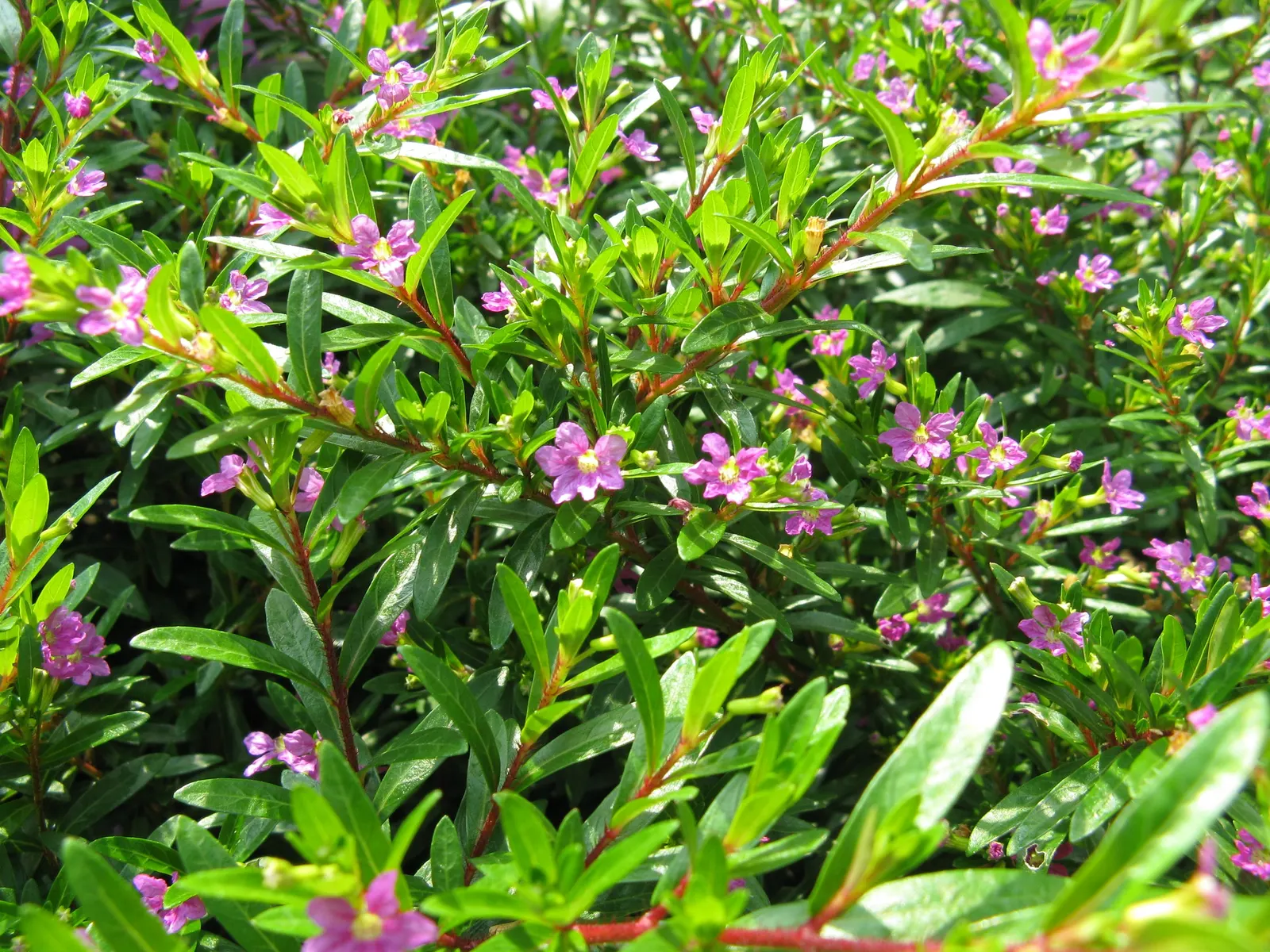 False Heather (Cuphea Hyssopifolia) — from late spring into fall