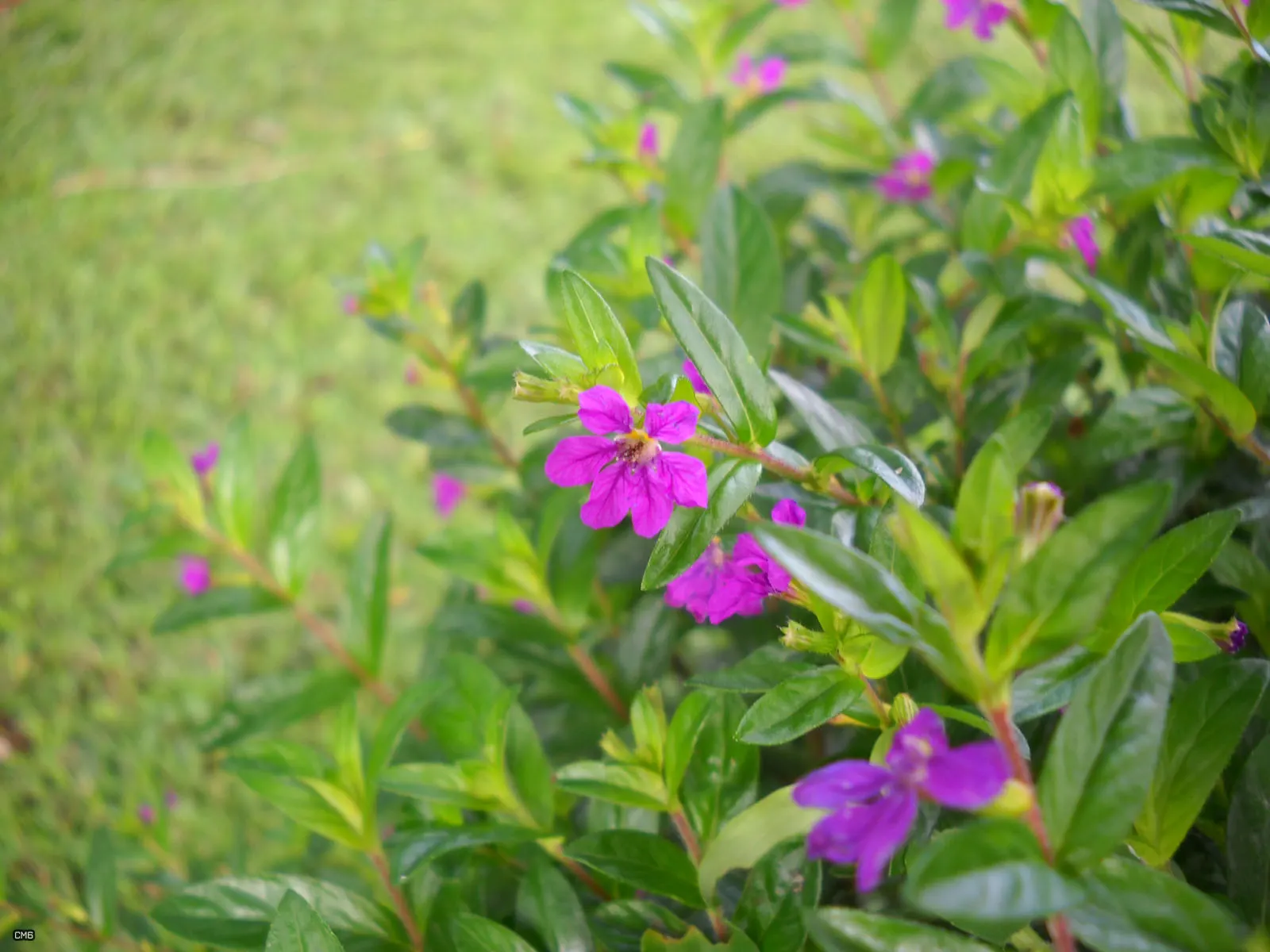 False Heather (Cuphea Hyssopifolia) — perennial / shrub with lavender and pink blooms