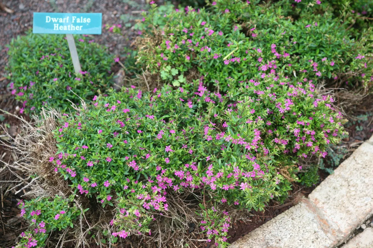 False Heather (Cuphea Hyssopifolia) — resembling that of heather; this charming plant typically reaches a height and spread of 2 to 3 feet, image 87