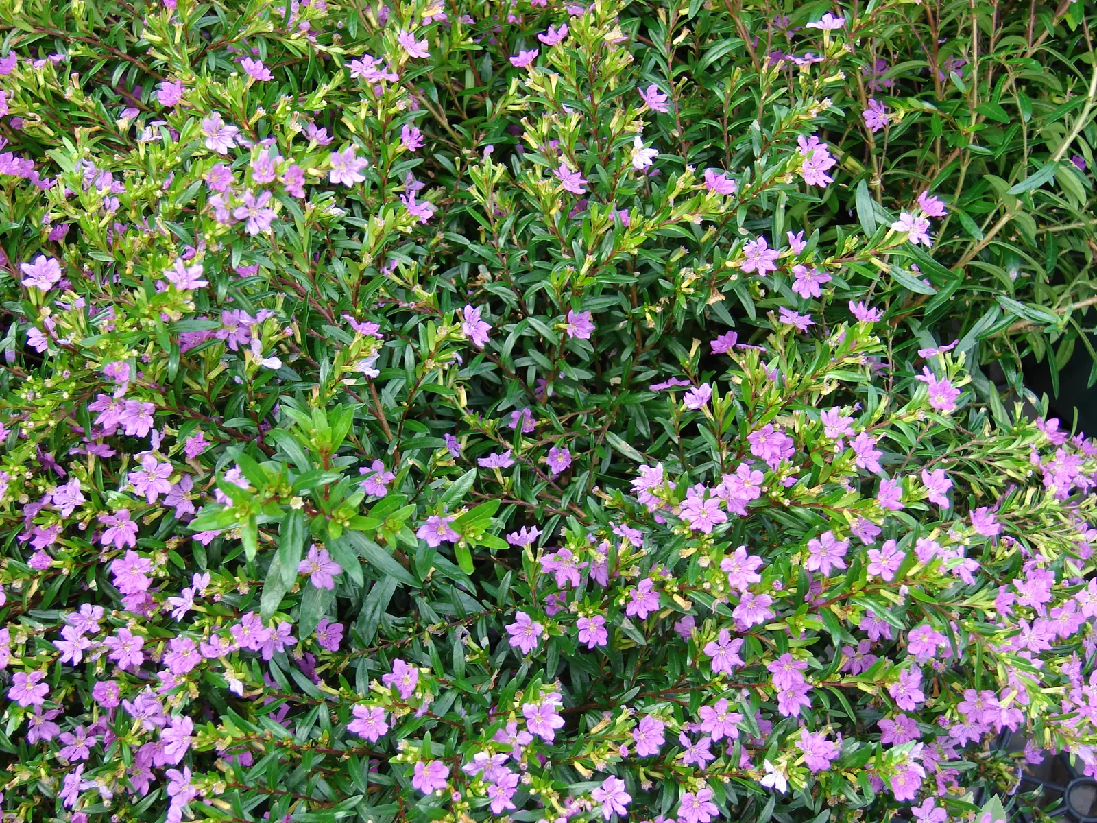 False Heather (Cuphea Hyssopifolia) — perennial / shrub for full or half; its compact size also makes it an ideal choice for urban gardens or, image 104