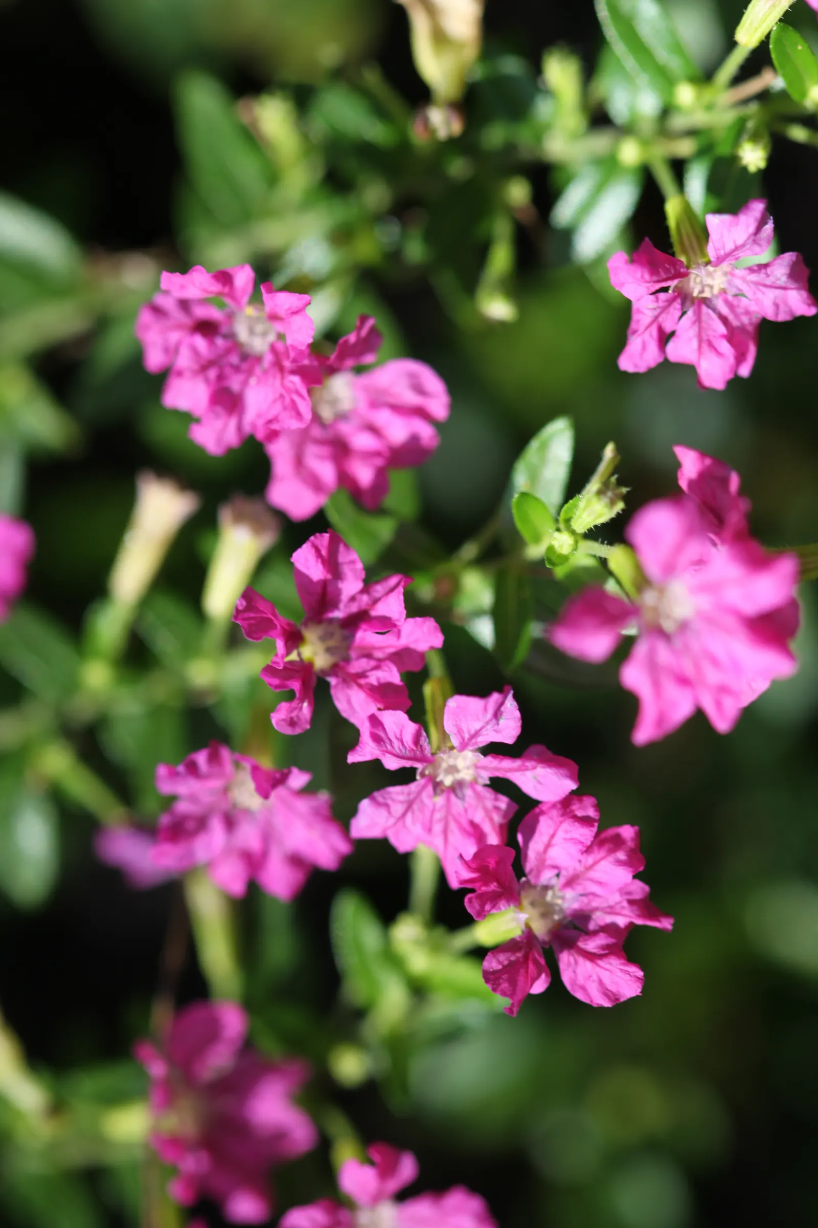 False Heather (Cuphea Hyssopifolia) — scientifically known as Cuphea hyssopifolia; the flowers are approximately 0.5 inches in length and emerge in, image 58