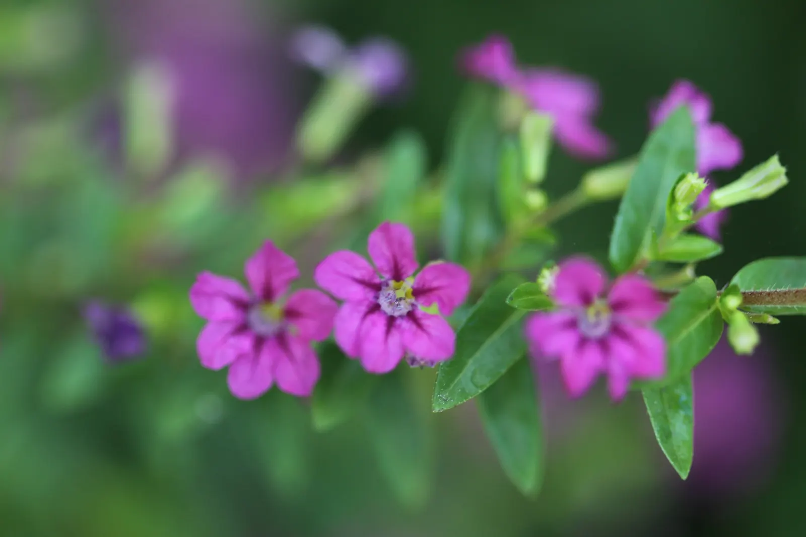 False Heather (Cuphea Hyssopifolia) — with small lance-shaped leaves measuring roughly 0.5 to 1 inch in length; provide False Heather with, image 62