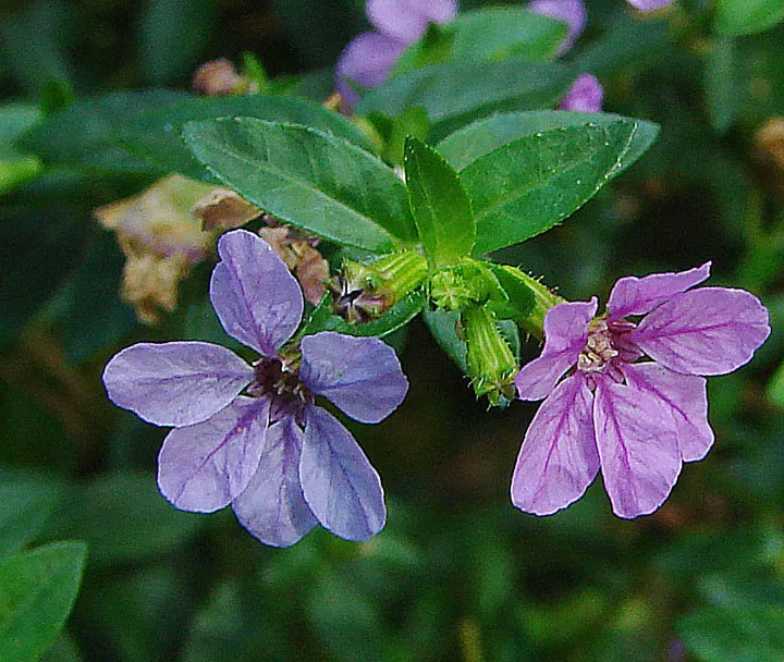 False Heather (Cuphea Hyssopifolia) — scientifically known as Cuphea hyssopifolia
