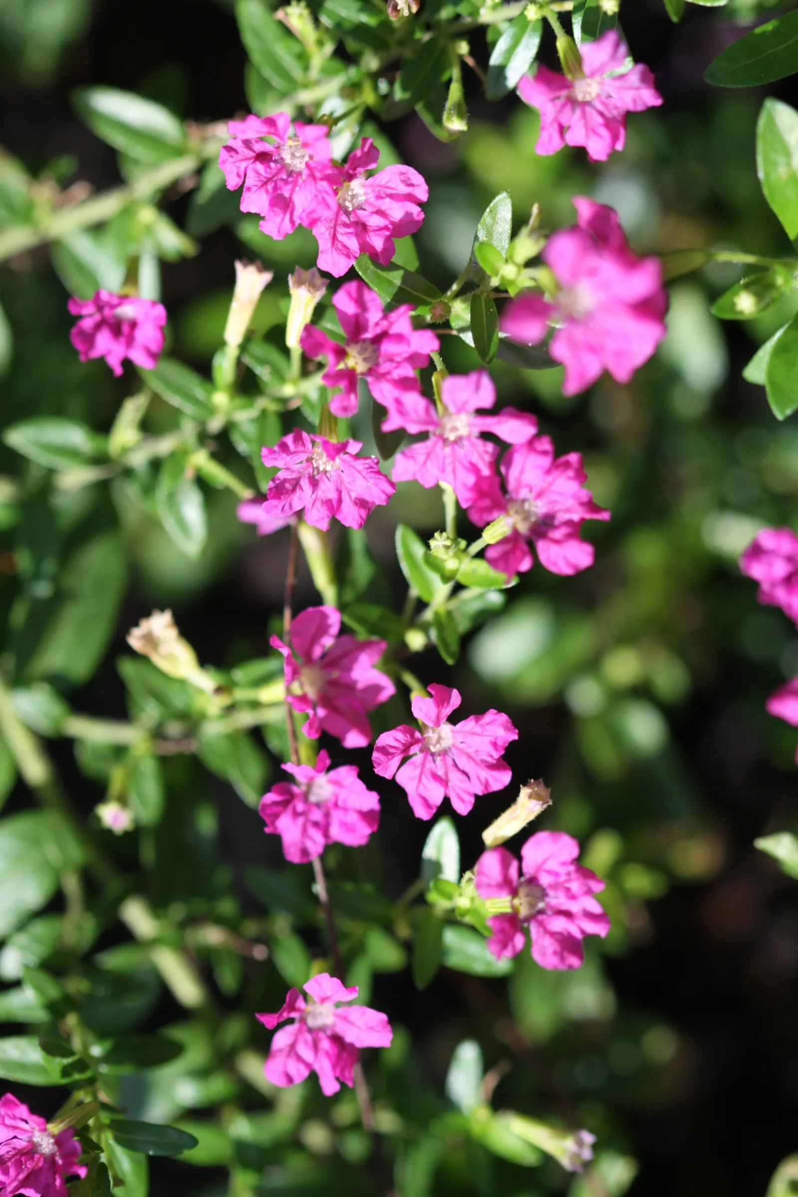 False Heather (Cuphea Hyssopifolia) — <br><br>In the landscape design; perennial / shrub for full or half, image 97