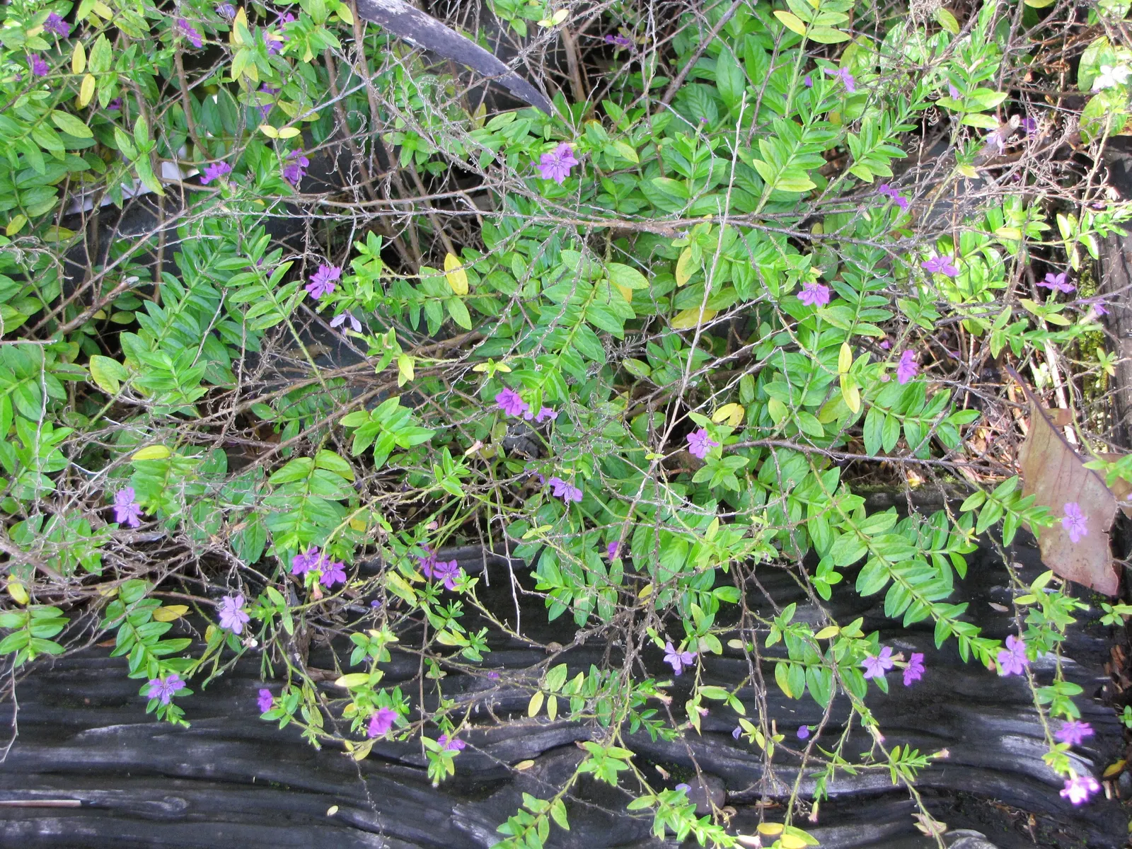 False Heather (Cuphea Hyssopifolia) — Cuphea hyssopifolia can be groomed to maintain its tidy form; which bloom in shades of lavender
