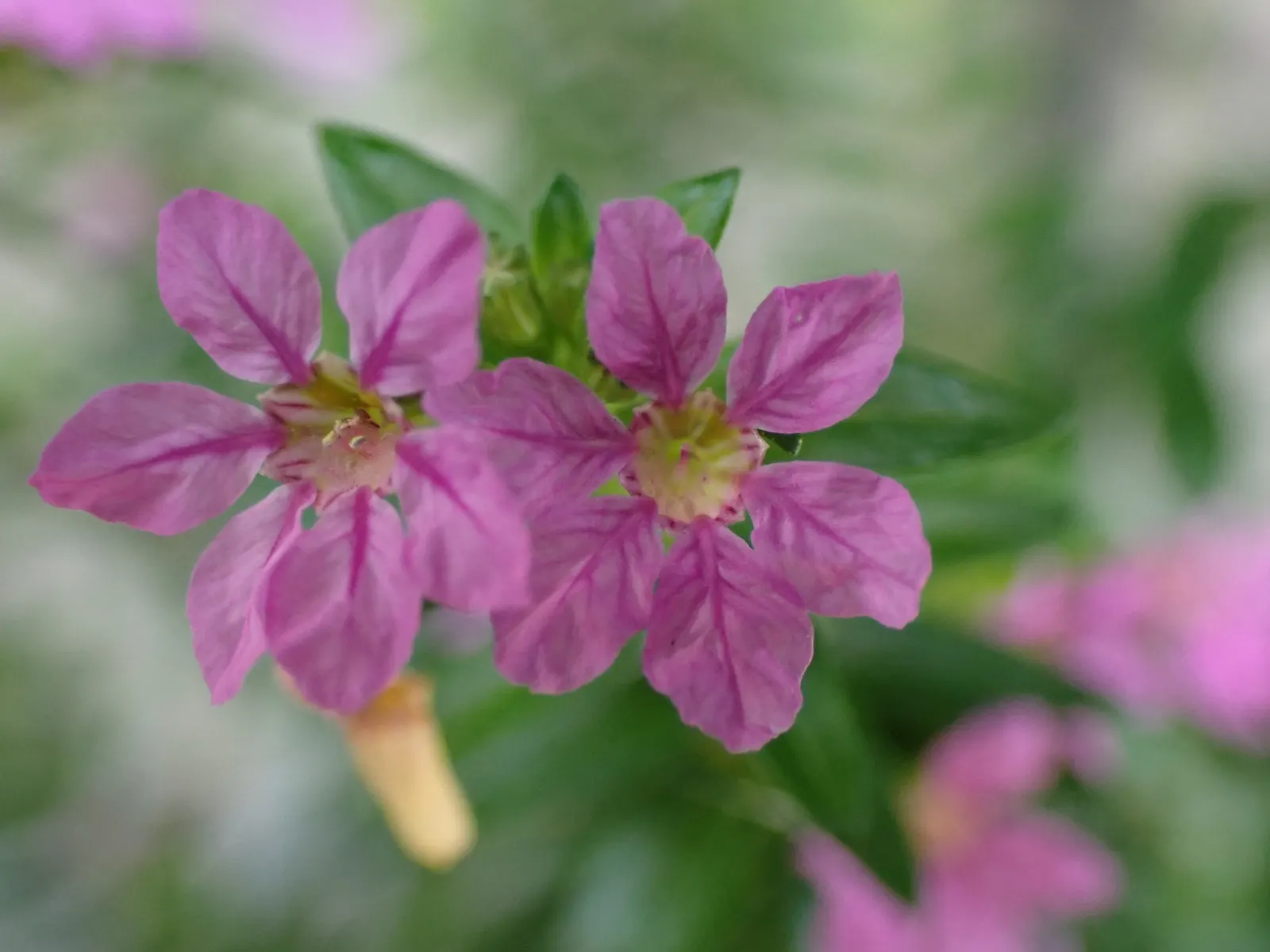 False Heather (Cuphea Hyssopifolia) — perennial / shrub with lavender and pink blooms; once established, it is moderately drought-tolerant, image 77
