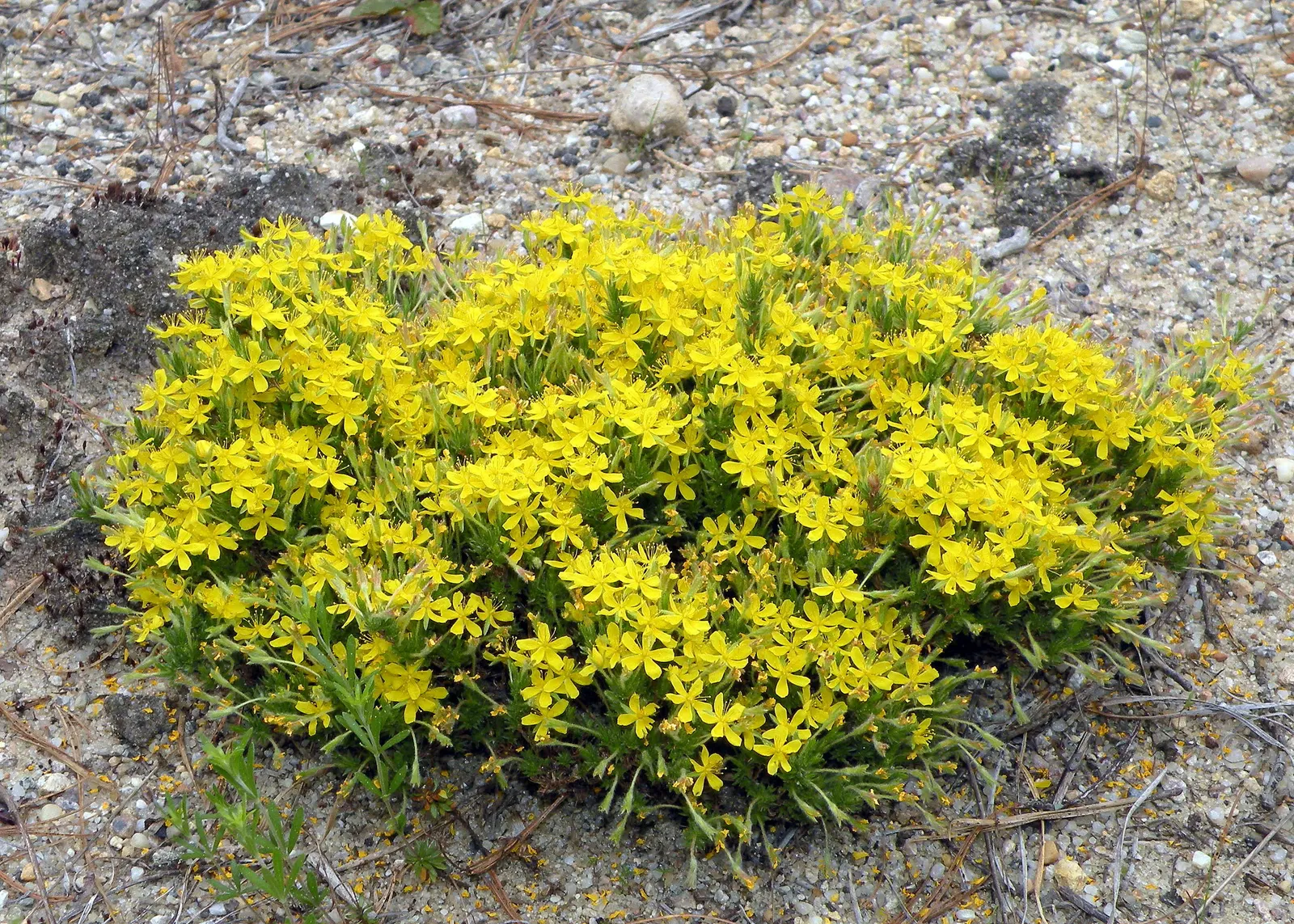 False Heather (Cuphea Hyssopifolia) — reaching up to 24 inches in height and spread; these deep green leaves create a lush backdrop for the plant's profusion
