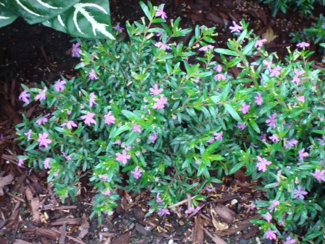 False Heather (Cuphea Hyssopifolia) — The flowers are approximately 0.5 inches in length and emerge in abundance throughout the warmer months; with, image 91