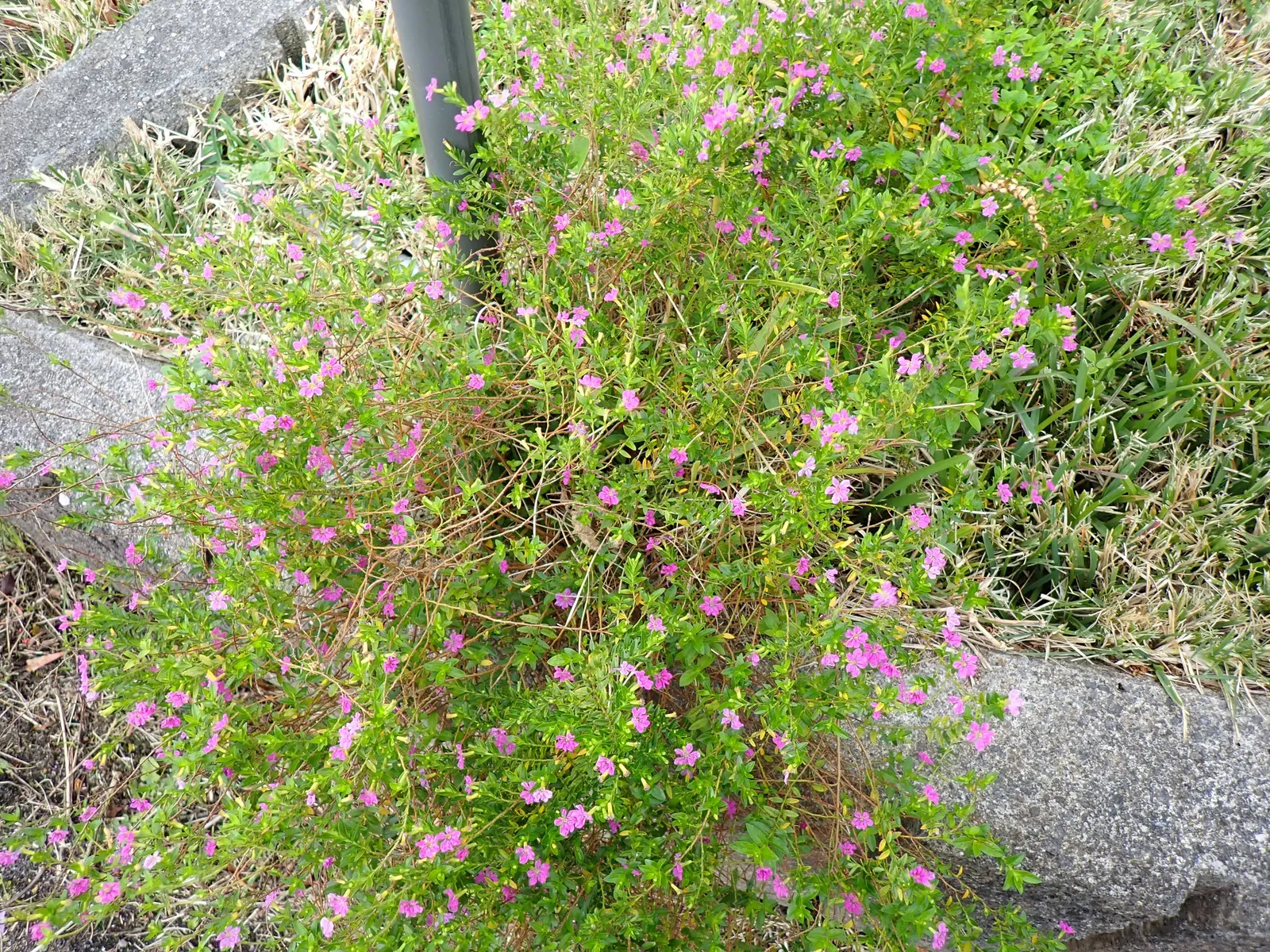 False Heather (Cuphea Hyssopifolia) — Its compact size also makes it an ideal choice for urban gardens or smaller spaces; reaching up to 24 inches in height