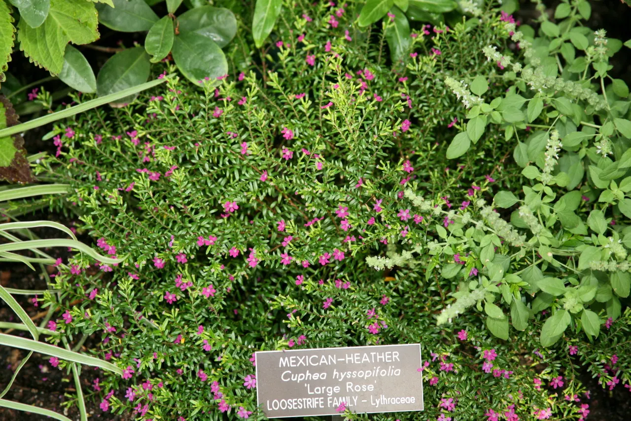 False Heather (Cuphea Hyssopifolia) — lavender and pink flowers in the garden