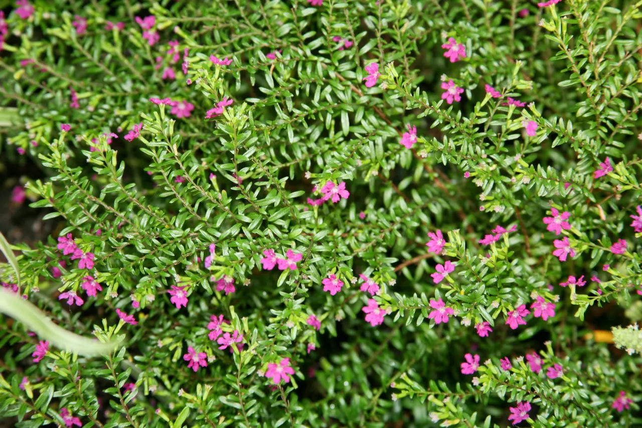 False Heather (Cuphea Hyssopifolia) — This charming plant typically reaches a height and spread of 2 to 3 feet; evergreen shrub with a dense, image 86