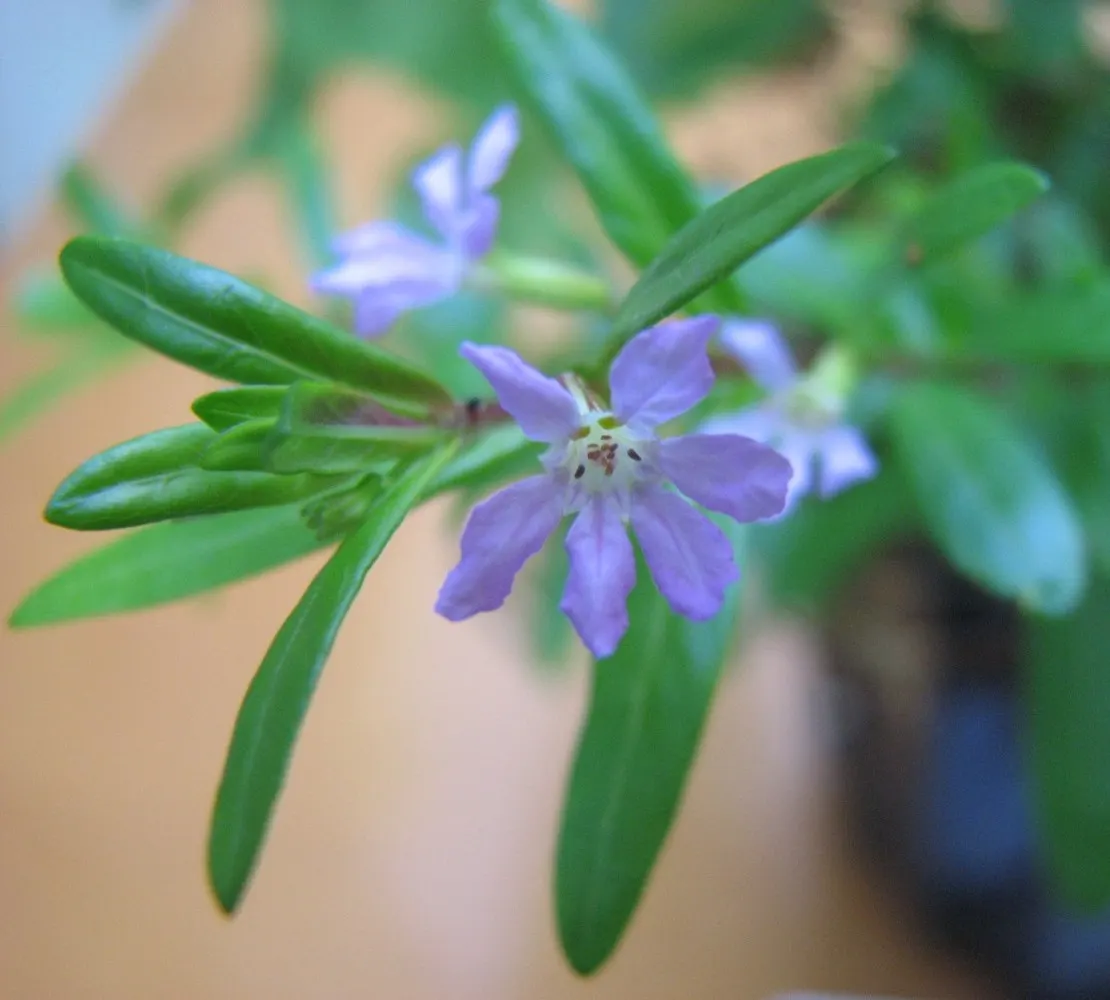 False Heather (Cuphea Hyssopifolia) — with small lance-shaped leaves measuring roughly 0.5 to 1 inch in length; provide False Heather with well-draining soil