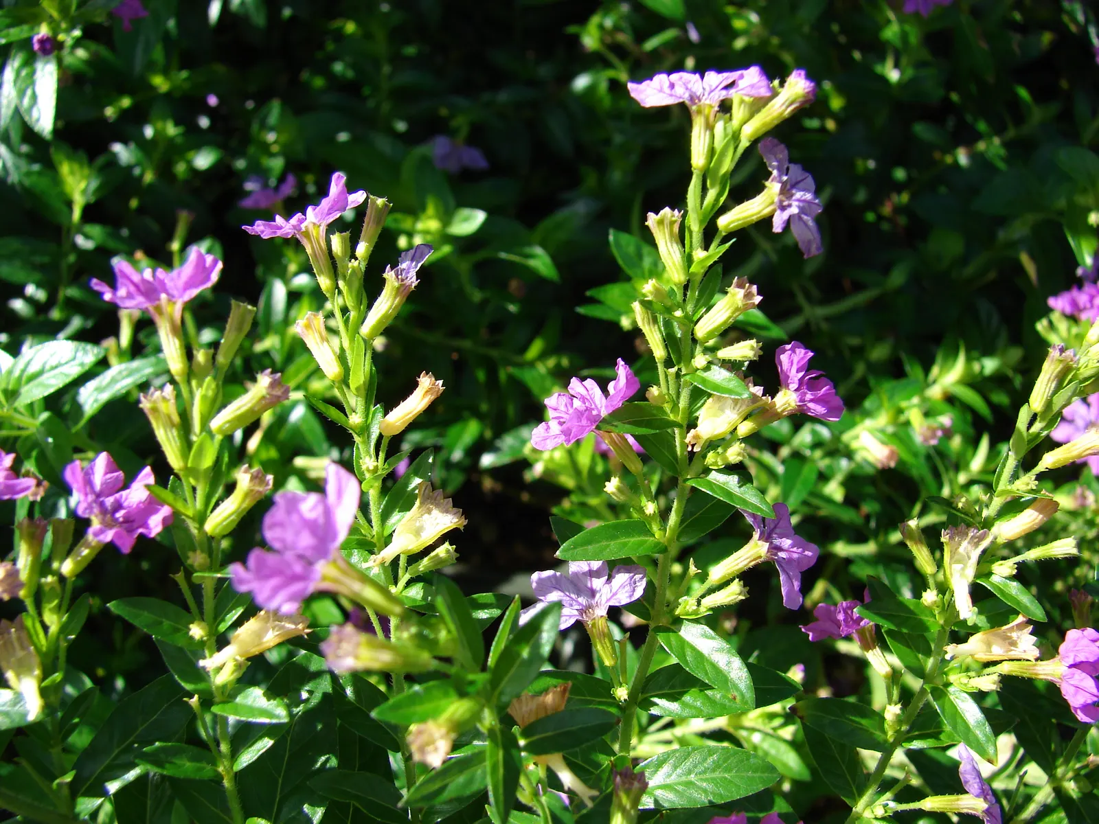 False Heather (Cuphea Hyssopifolia) — Once established, it is moderately drought-tolerant, requiring less frequent watering; making it ideal for, image 94