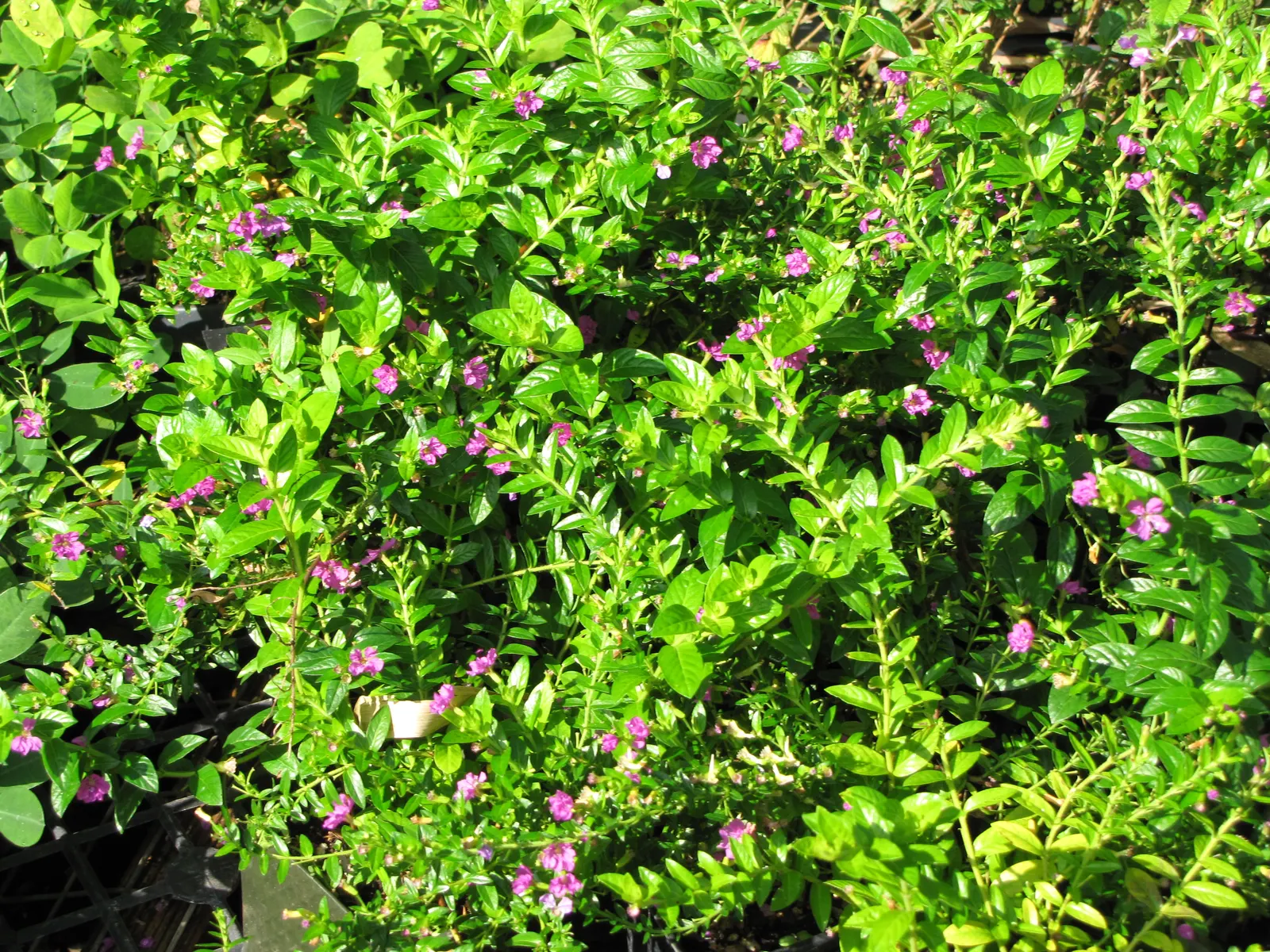 False Heather (Cuphea Hyssopifolia) — Prefers full sun to partial shade and well-drained soil; perennial / shrub with lavender and pink blooms, image 56