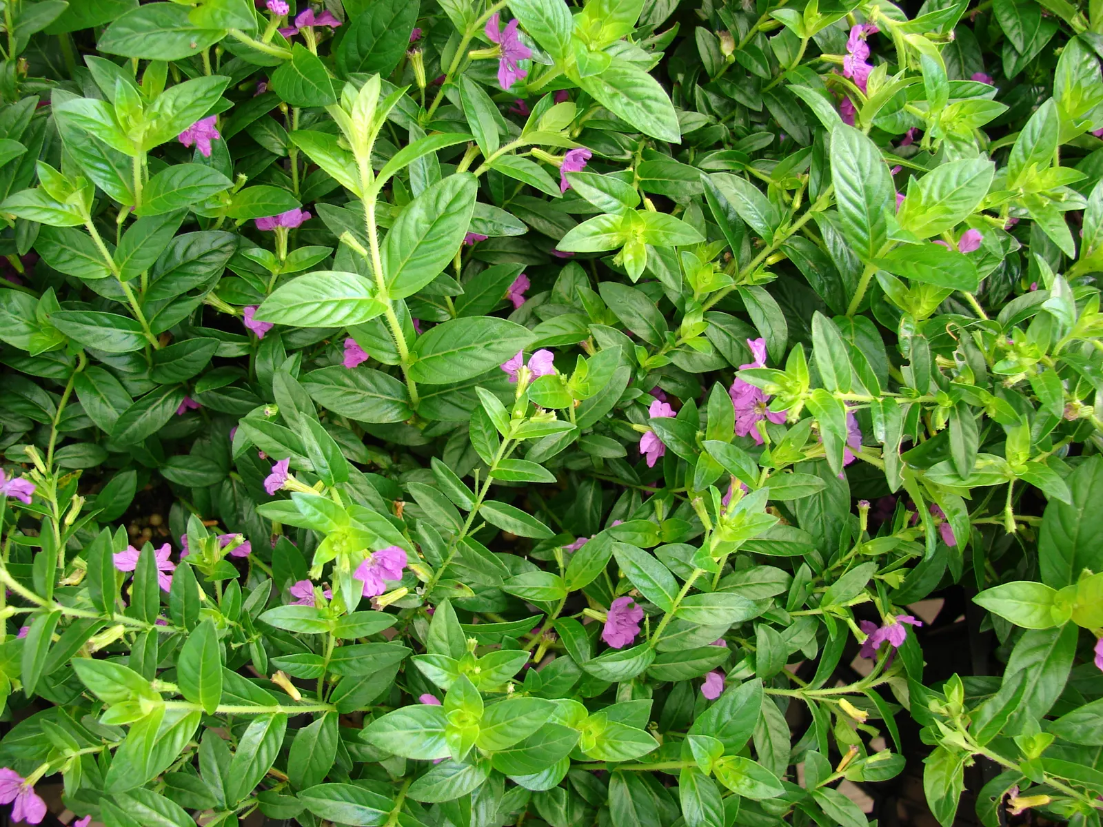 False Heather (Cuphea Hyssopifolia) — or in container plantings where its continual blooms can be appreciated up close; an accent in mixed borders, image 74