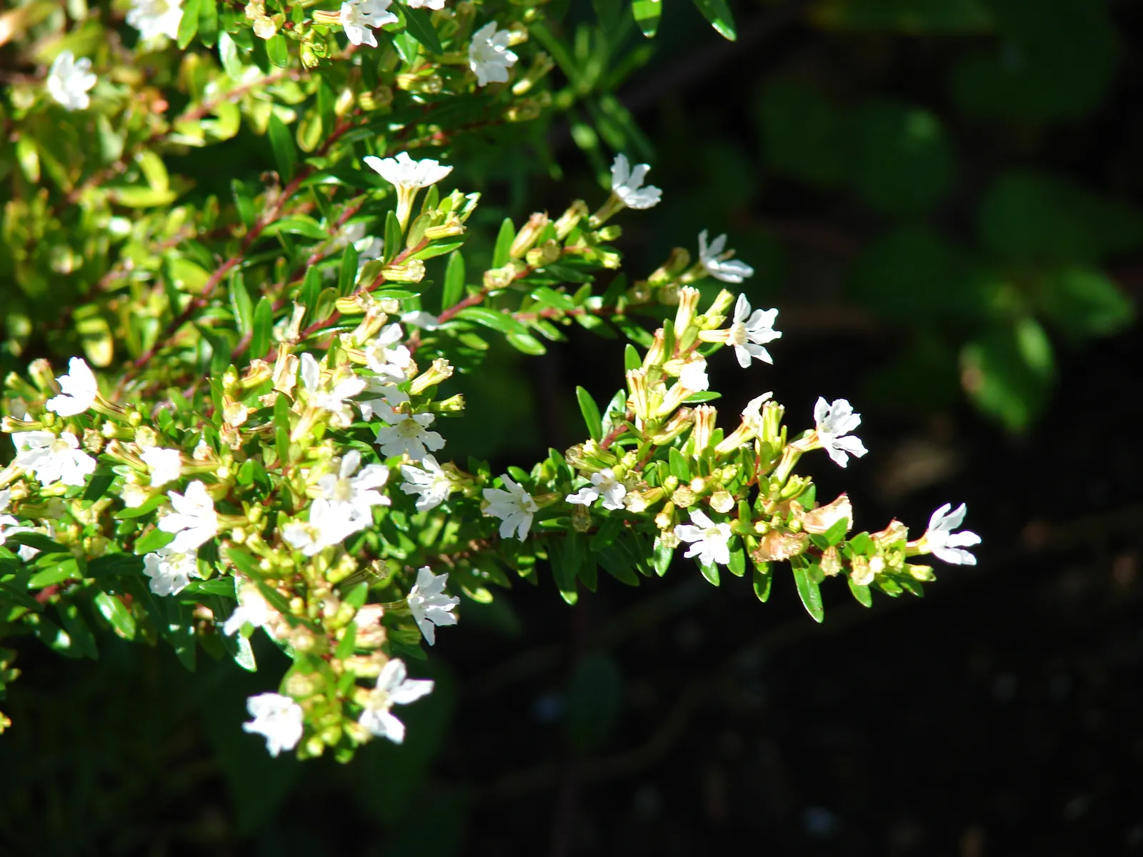 False Heather (Cuphea Hyssopifolia) — Its compact size also makes it an ideal choice for urban gardens or smaller spaces; reaching up to 24 inches, image 101