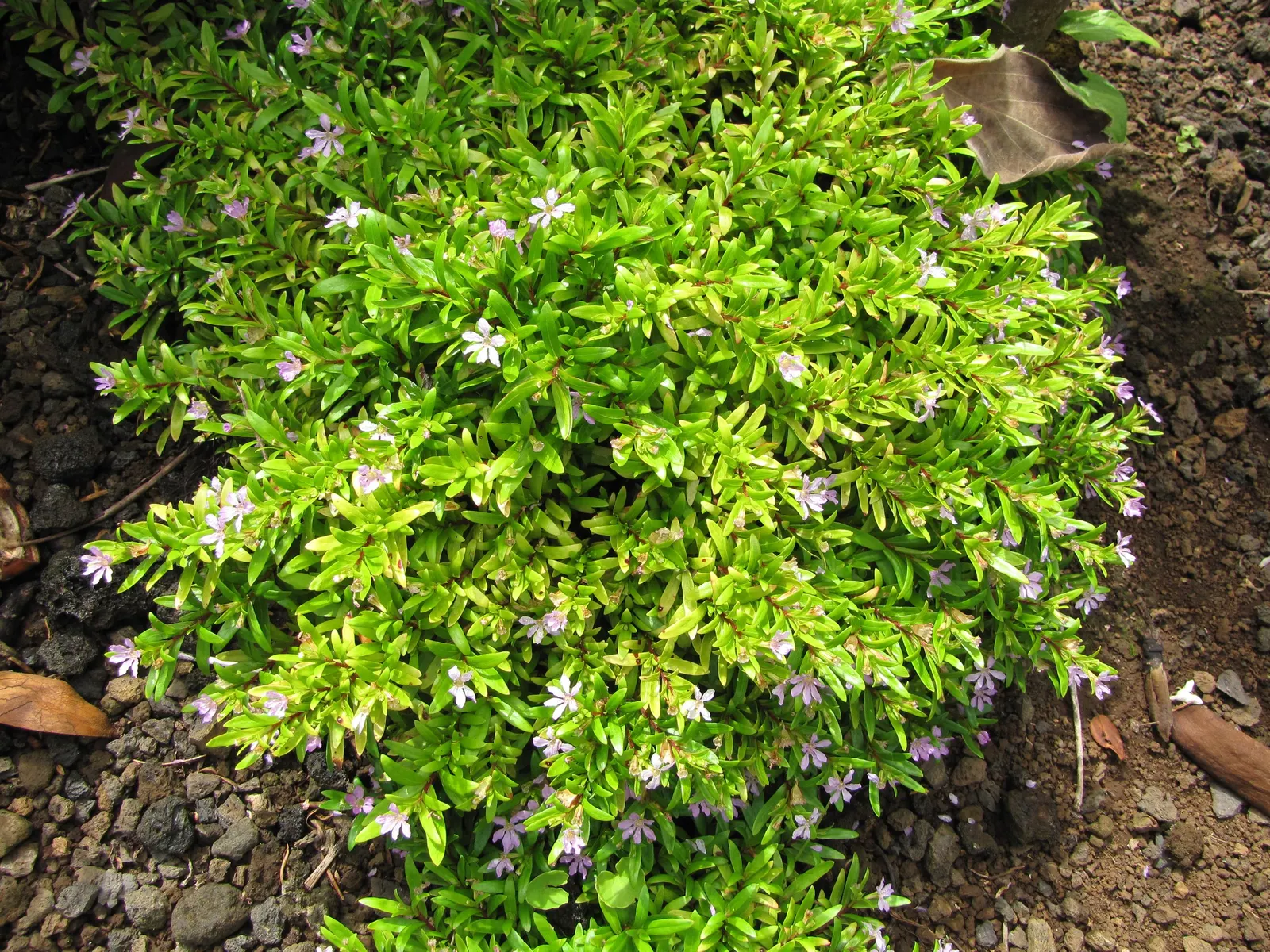 False Heather (Cuphea Hyssopifolia) — Once established, it is moderately drought-tolerant, requiring less frequent watering