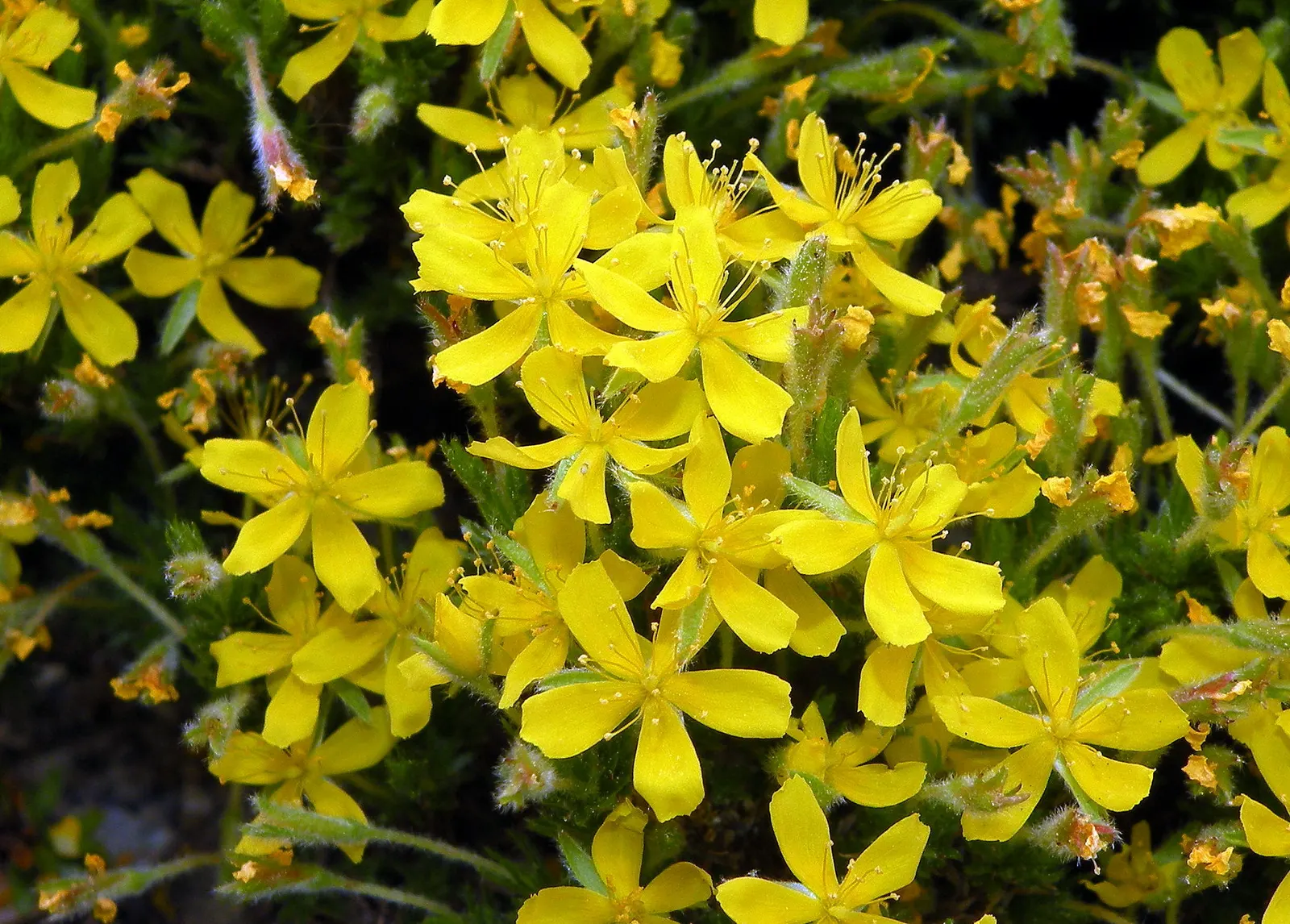 False Heather (Cuphea Hyssopifolia) — and trimming should be done after the main flowering period to encourage further blooming; <br><br>In the landscape design