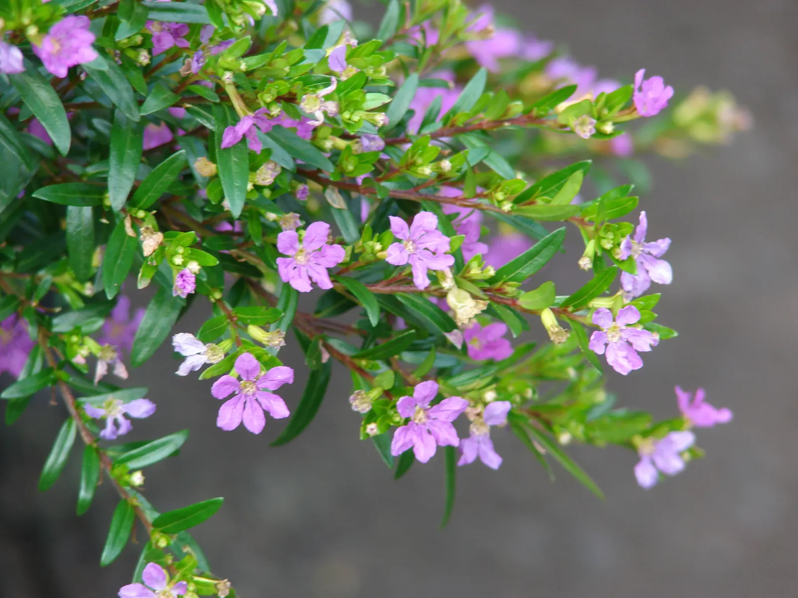 False Heather (Cuphea Hyssopifolia) — provide False Heather with well-draining soil and regular watering while establishing the plant; lavender and, image 67