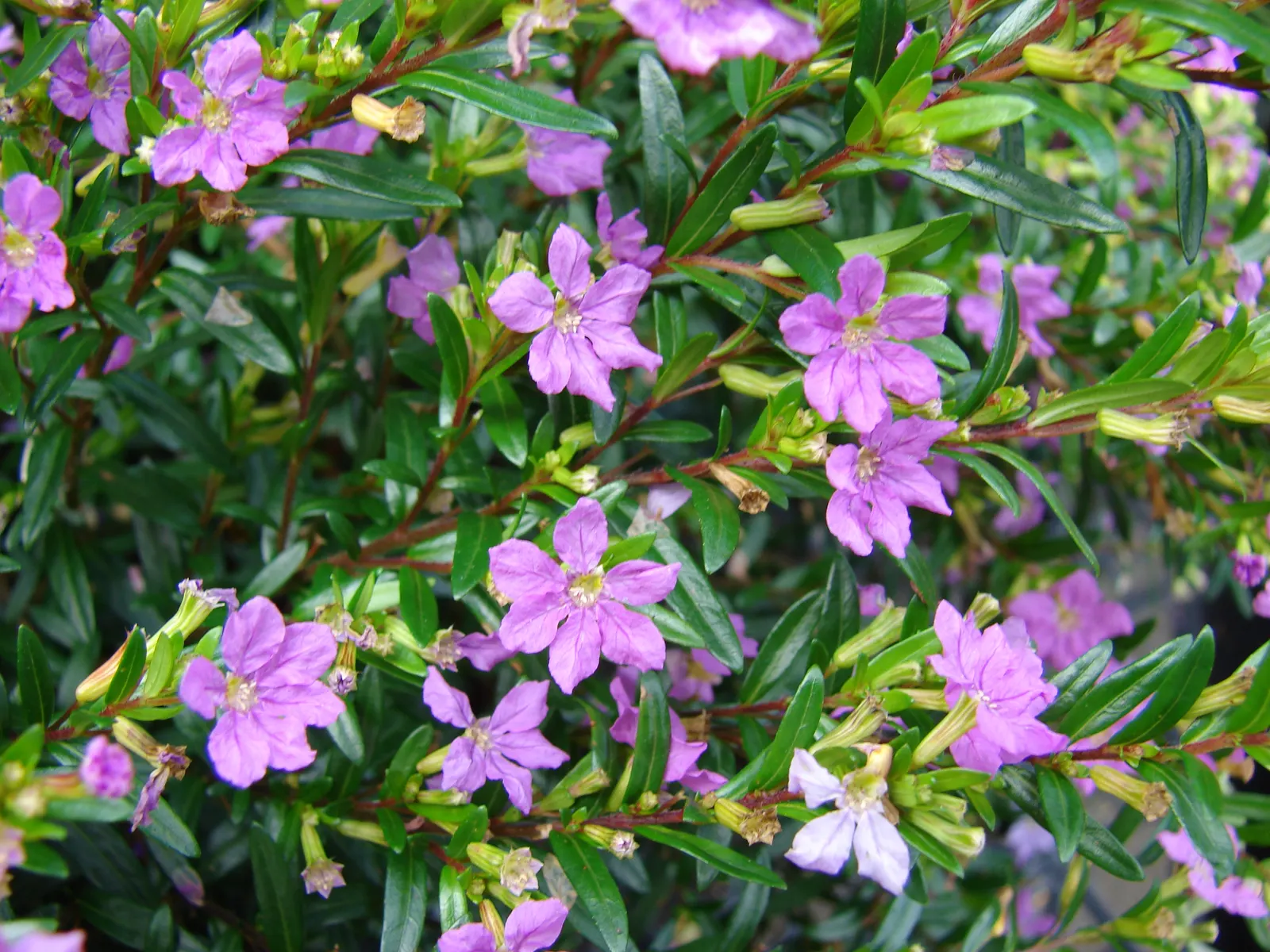 False Heather (Cuphea Hyssopifolia) — These deep green leaves create a lush backdrop for the plant's profusion of petite; or in container plantings where its