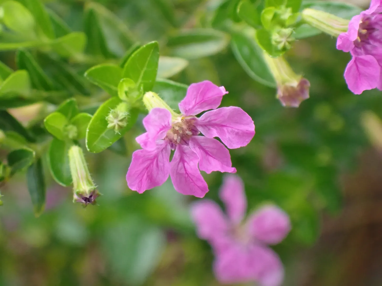 False Heather (Cuphea Hyssopifolia) — evergreen shrub with a dense