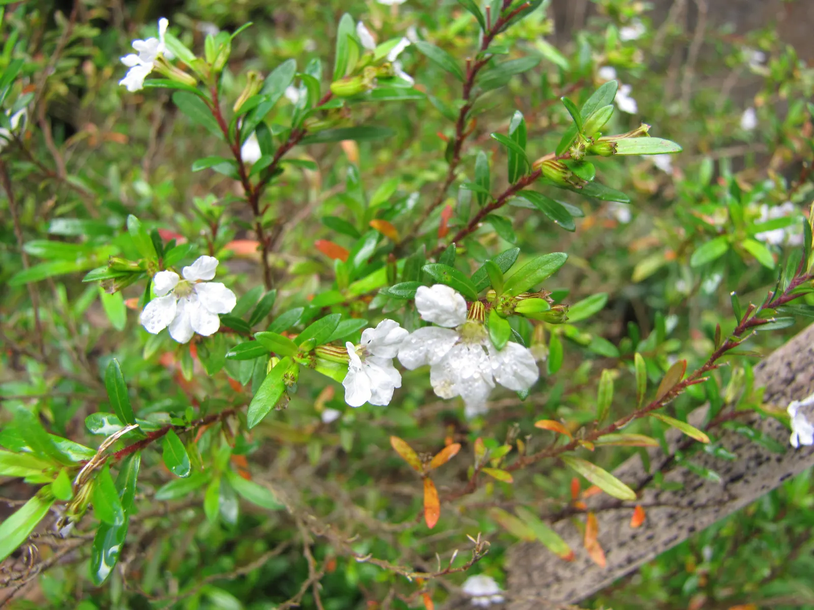 False Heather (Cuphea Hyssopifolia) — making it ideal for borders; scientifically known as Cuphea hyssopifolia