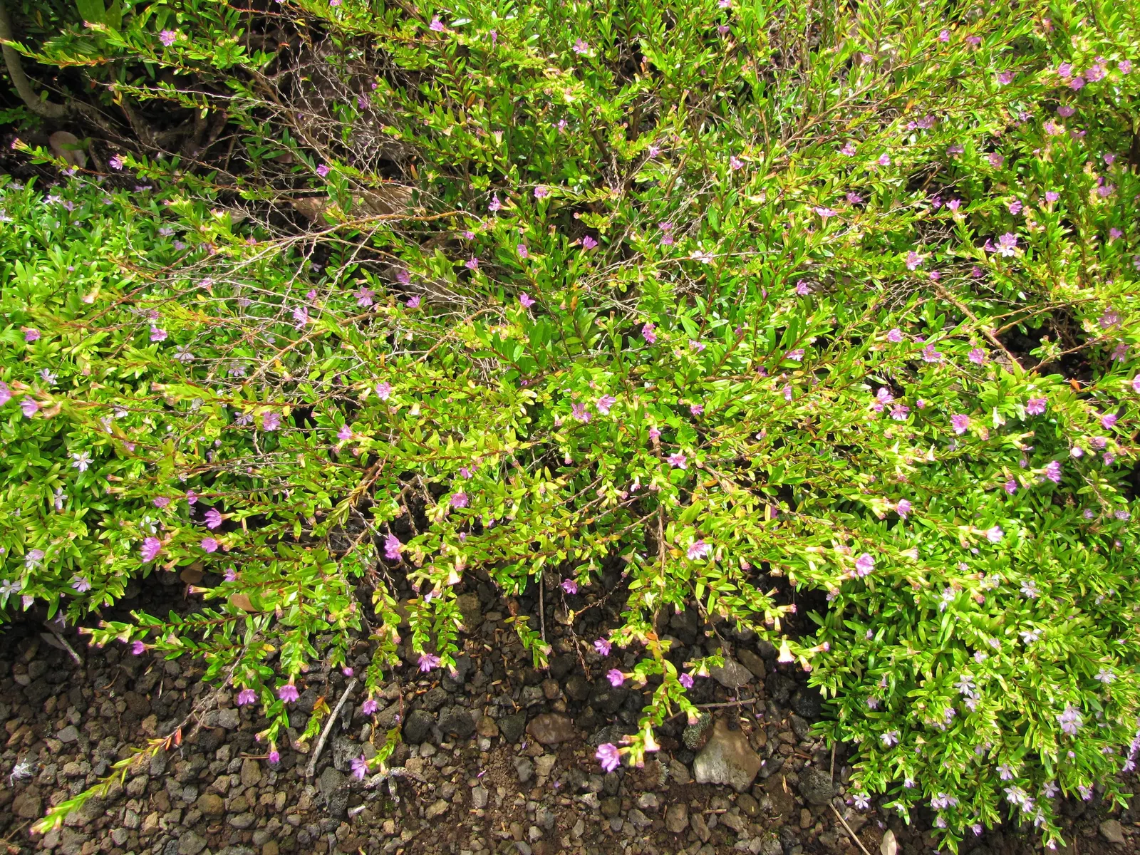 False Heather (Cuphea Hyssopifolia) — reaching up to 24 inches in height and spread