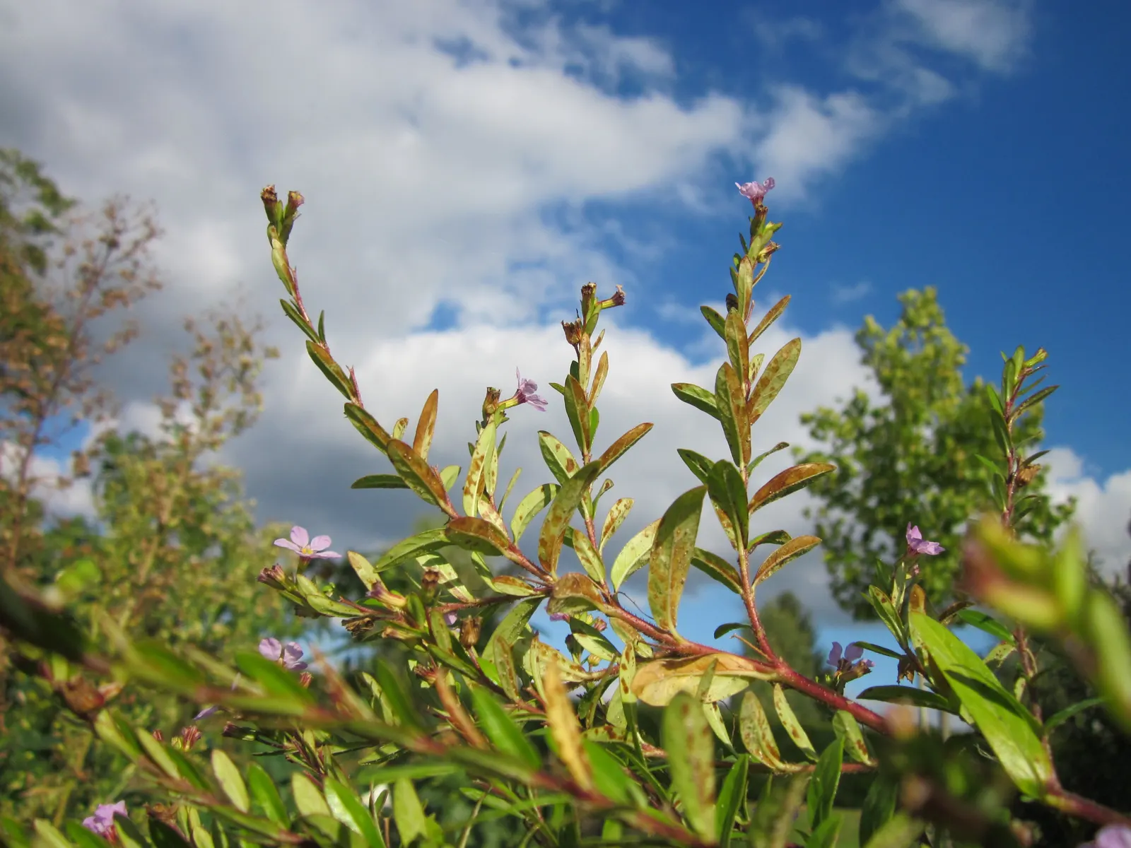 False Heather (Cuphea Hyssopifolia) — with small lance-shaped leaves measuring roughly 0.5 to 1 inch in length; provide False Heather with, image 88