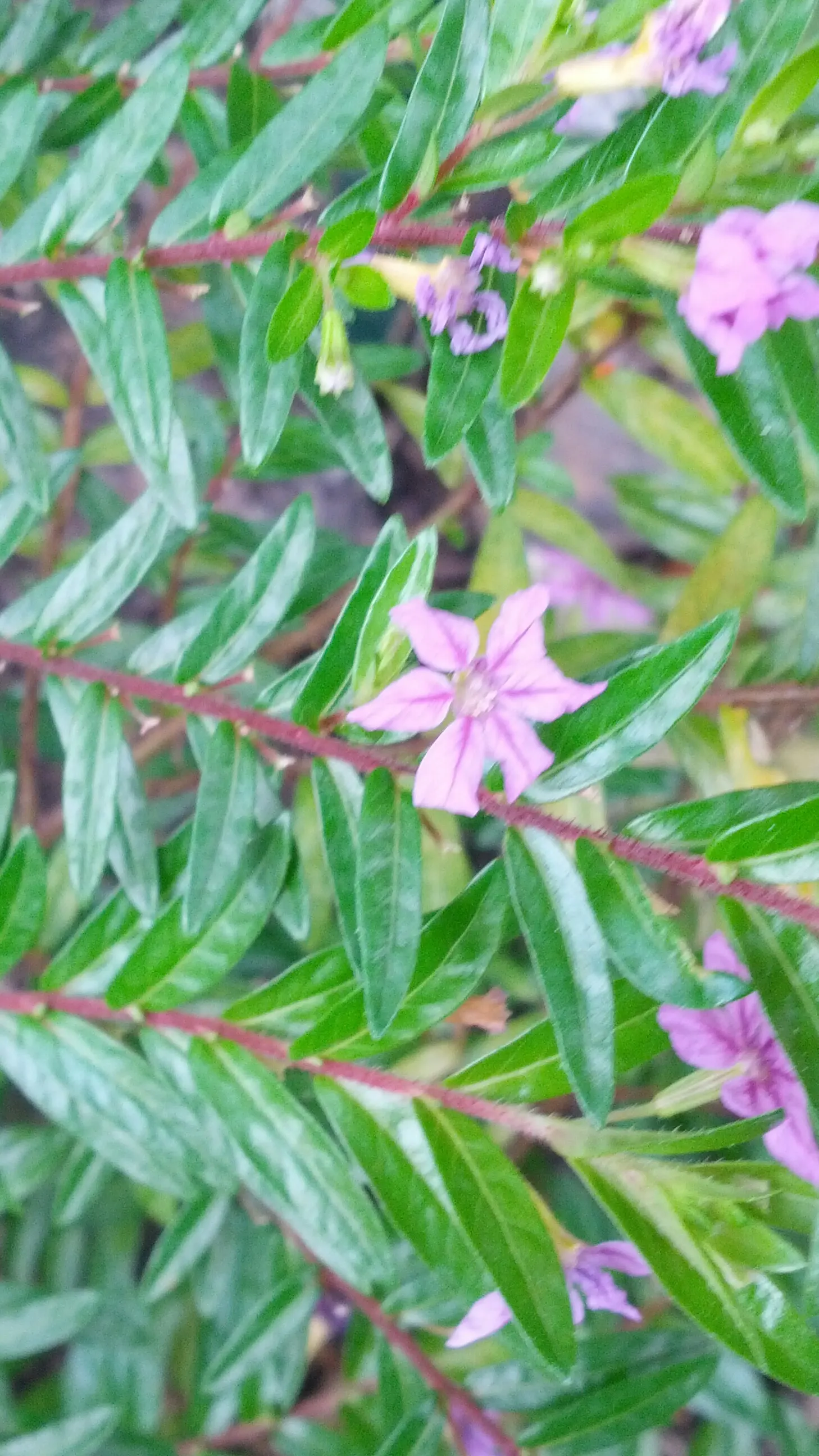 False Heather (Cuphea Hyssopifolia) — Prefers full sun to partial shade and well-drained soil; perennial / shrub with lavender and pink blooms