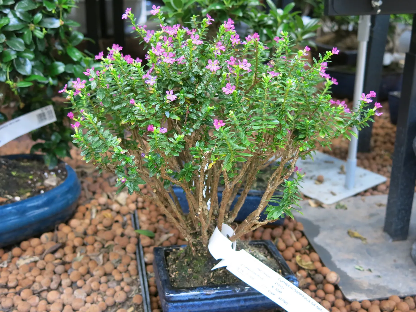 False Heather (Cuphea Hyssopifolia) — provide False Heather with well-draining soil and regular watering while establishing the plant; lavender and pink