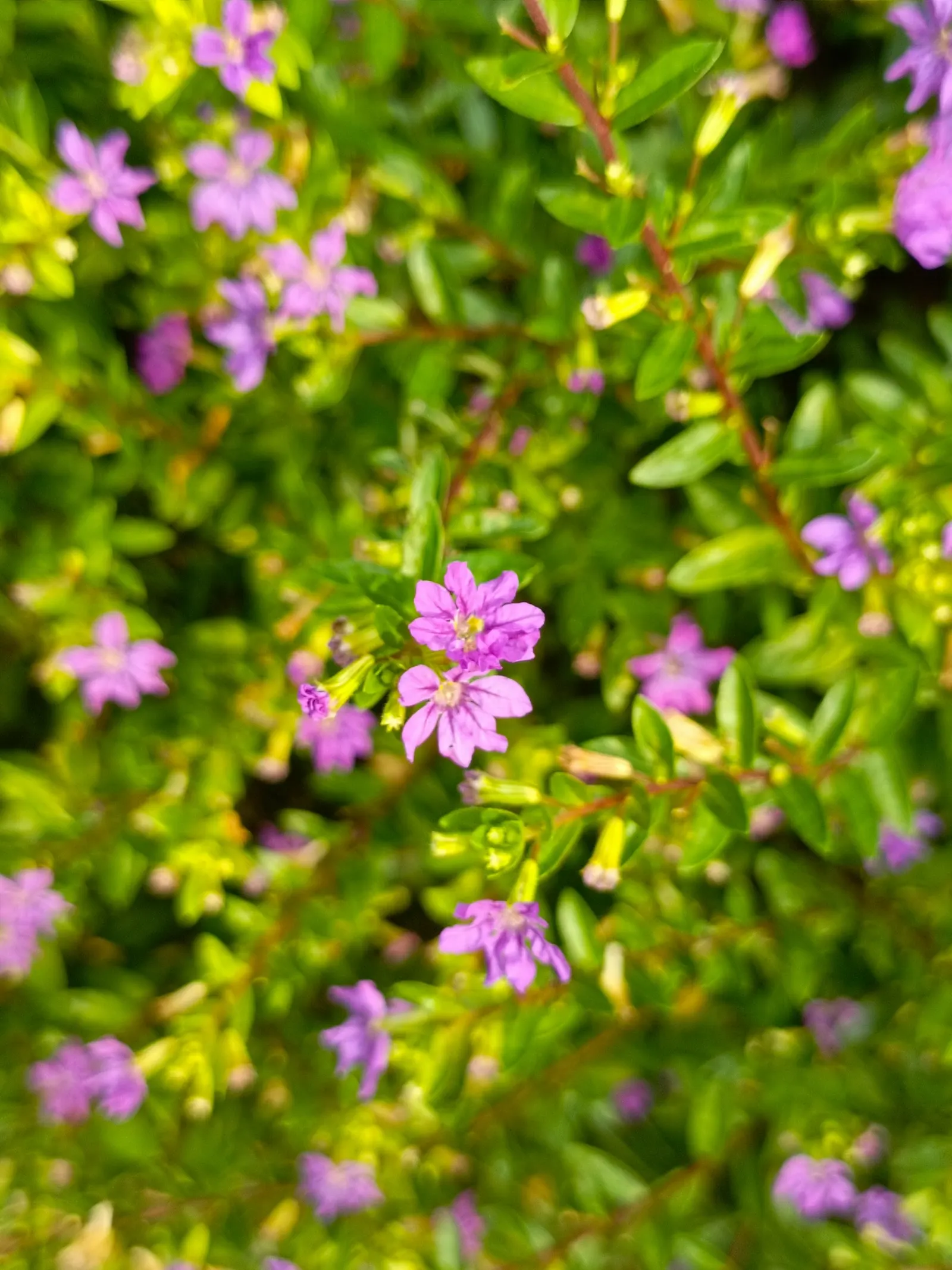 False Heather (Cuphea Hyssopifolia) — an accent in mixed borders