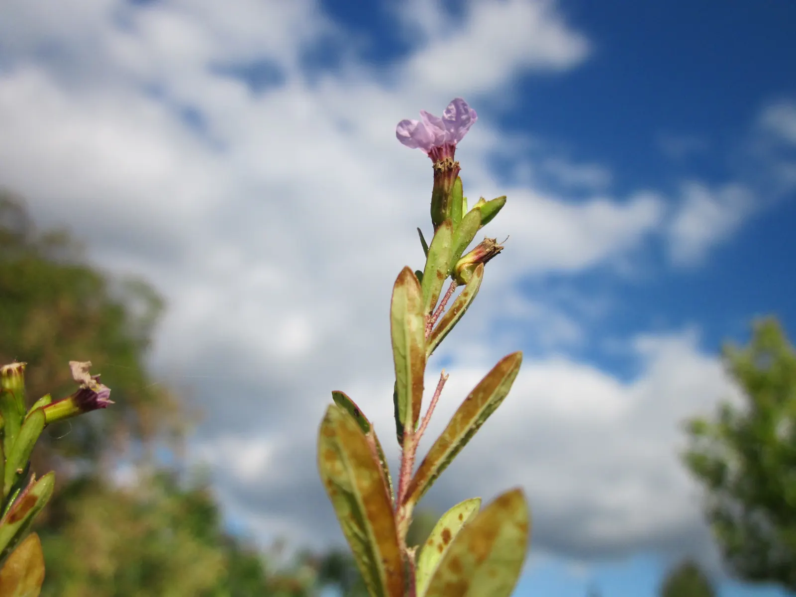 False Heather (Cuphea Hyssopifolia) — lavender and pink flowers in the garden; resembling that of heather, image 76