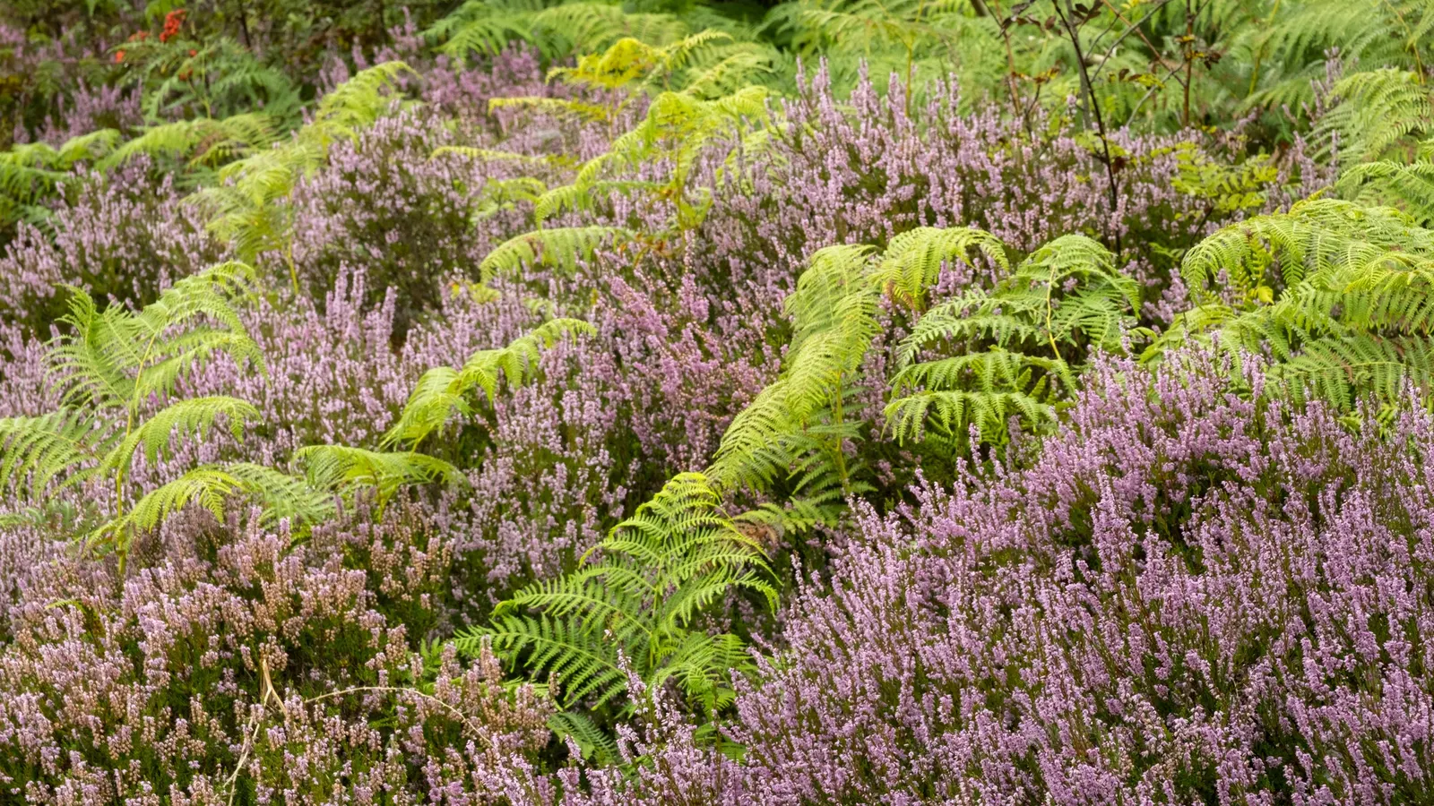 False Heather (Cuphea Hyssopifolia) — which bloom in shades of lavender