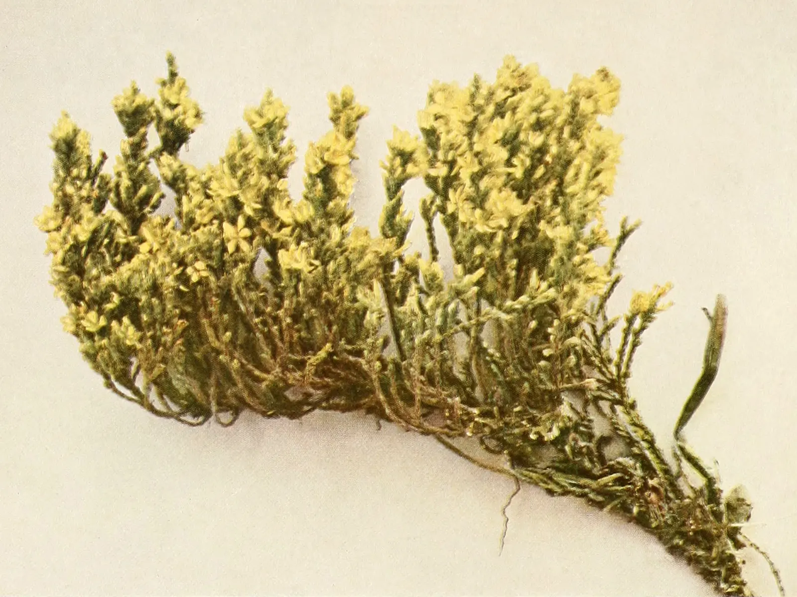 False Heather (Cuphea Hyssopifolia) — Prefers full sun to partial shade and well-drained soil; perennial / shrub with lavender and pink blooms, image 82