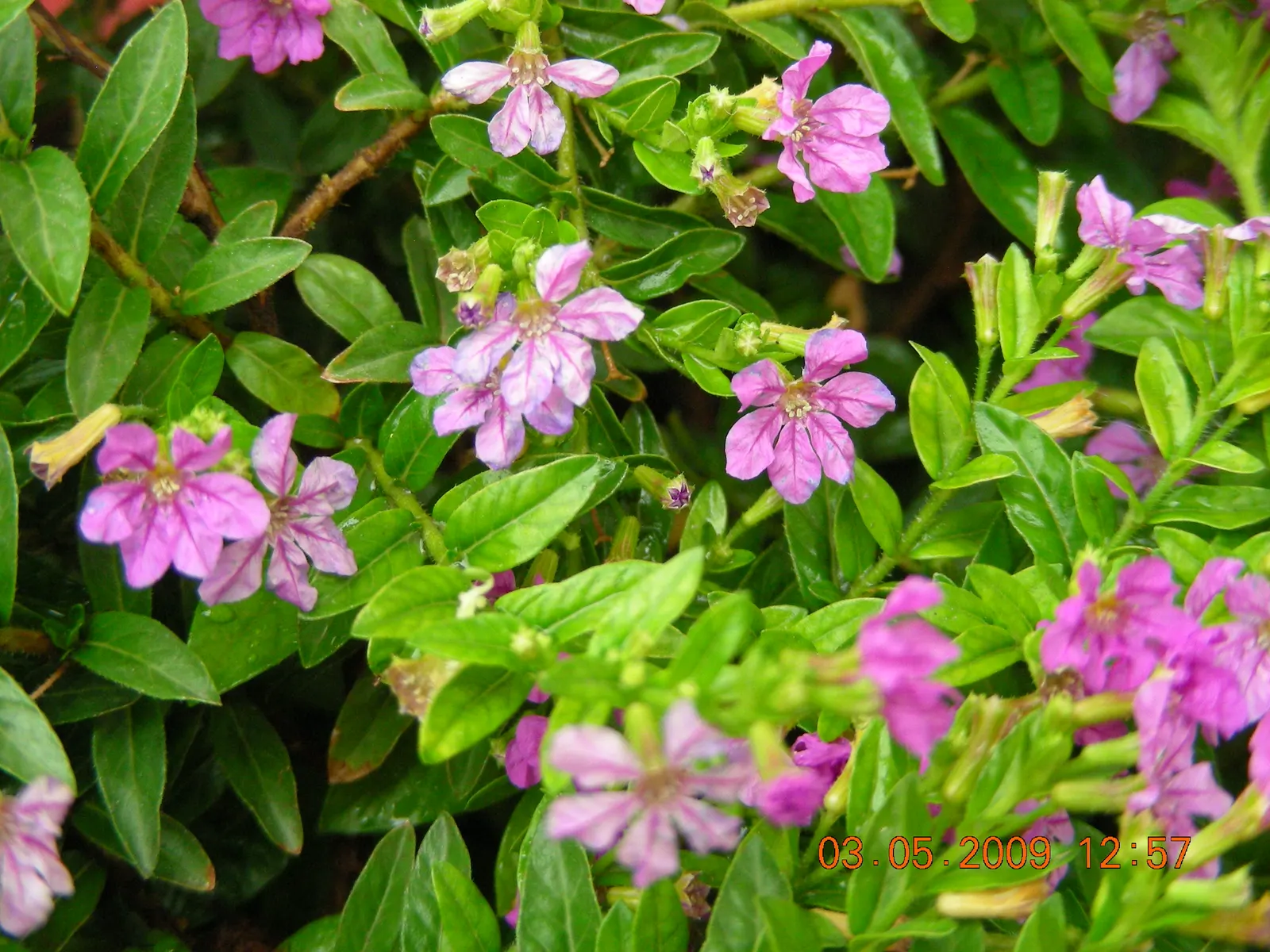 False Heather (Cuphea Hyssopifolia) — reaching up to 24 inches in height and spread; these deep green leaves create a lush backdrop for the plant's, image 54