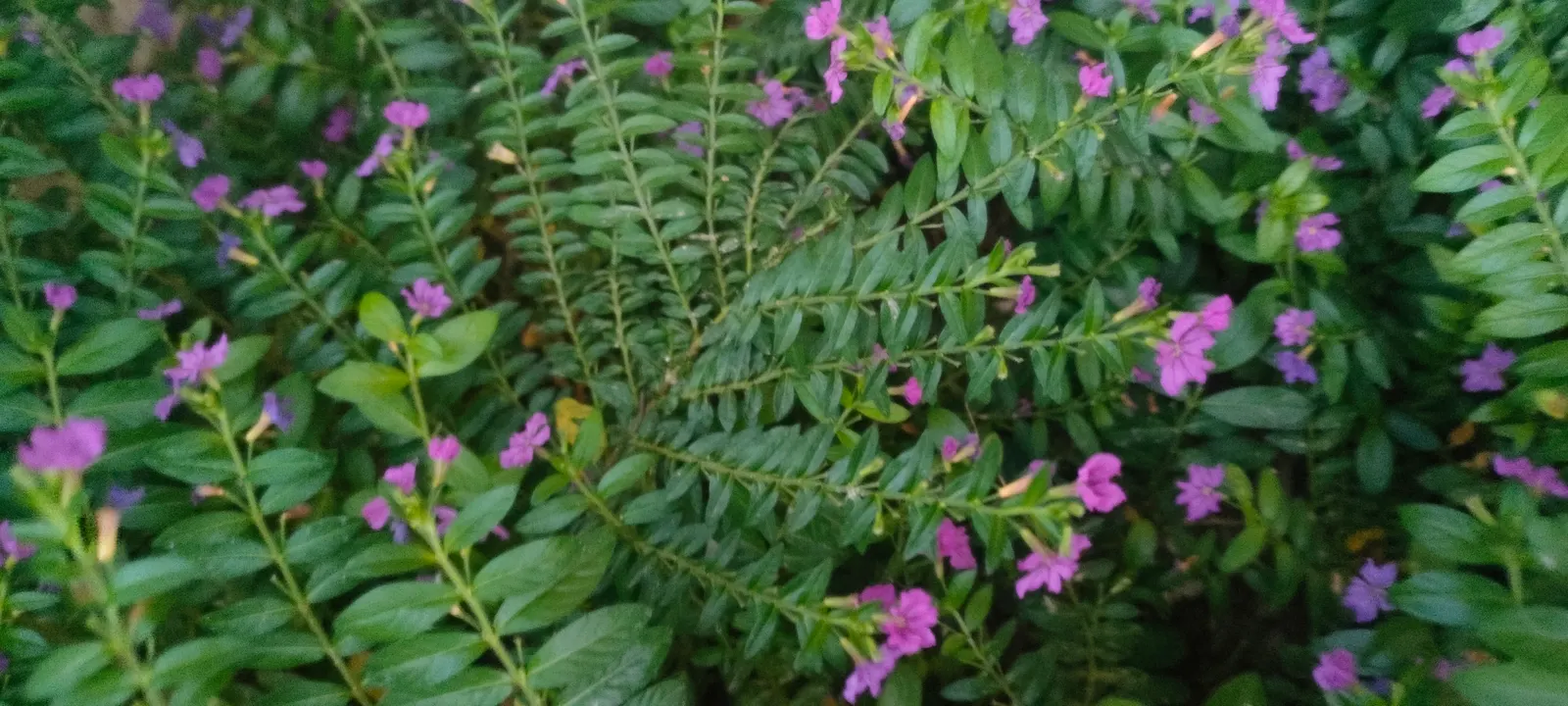 False Heather (Cuphea Hyssopifolia) — consider using False Heather as a low hedge