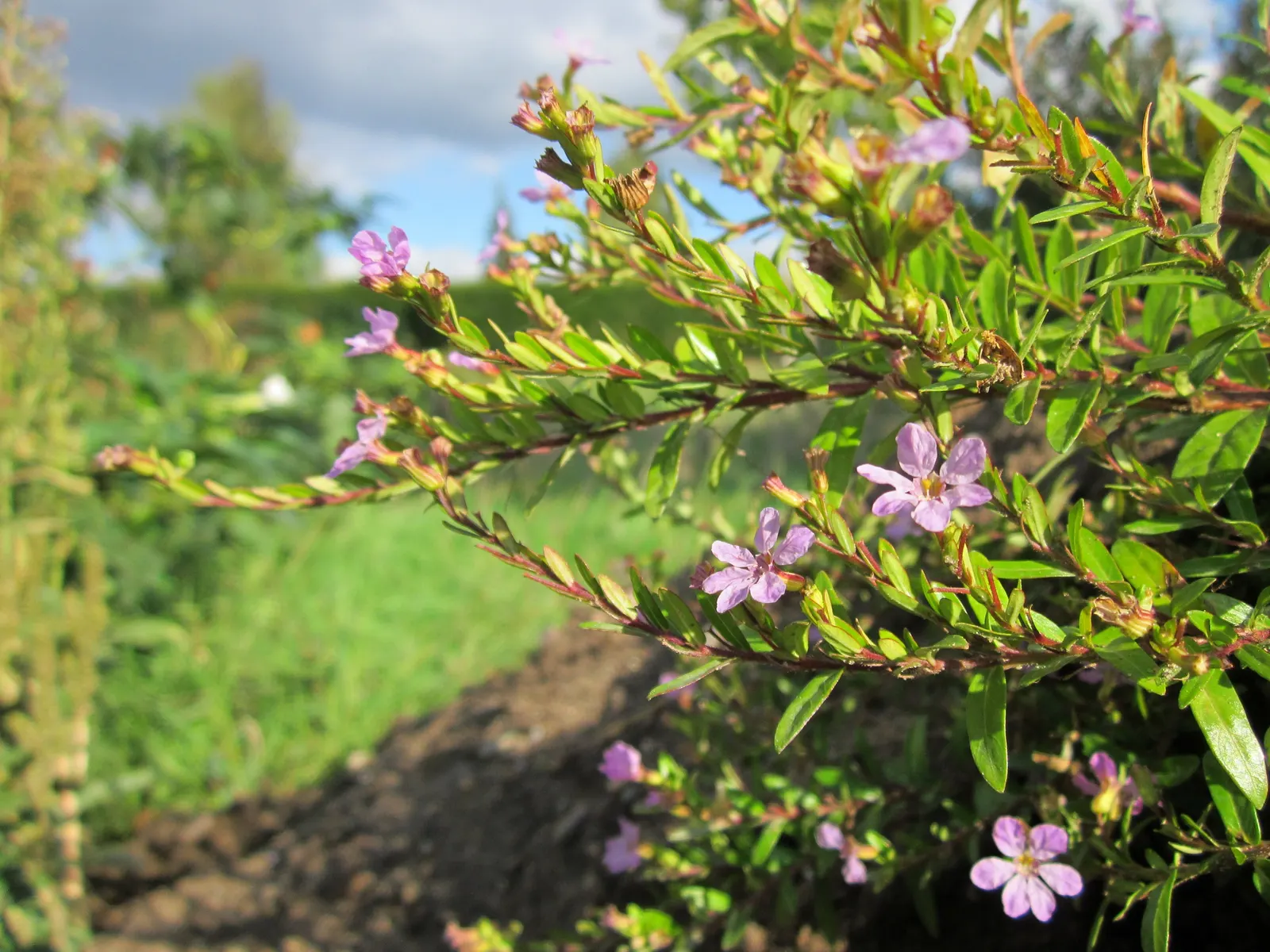False Heather (Cuphea Hyssopifolia) — which bloom in shades of lavender; lavender to white trumpet-shaped flowers that bloom year-round in warm, image 90