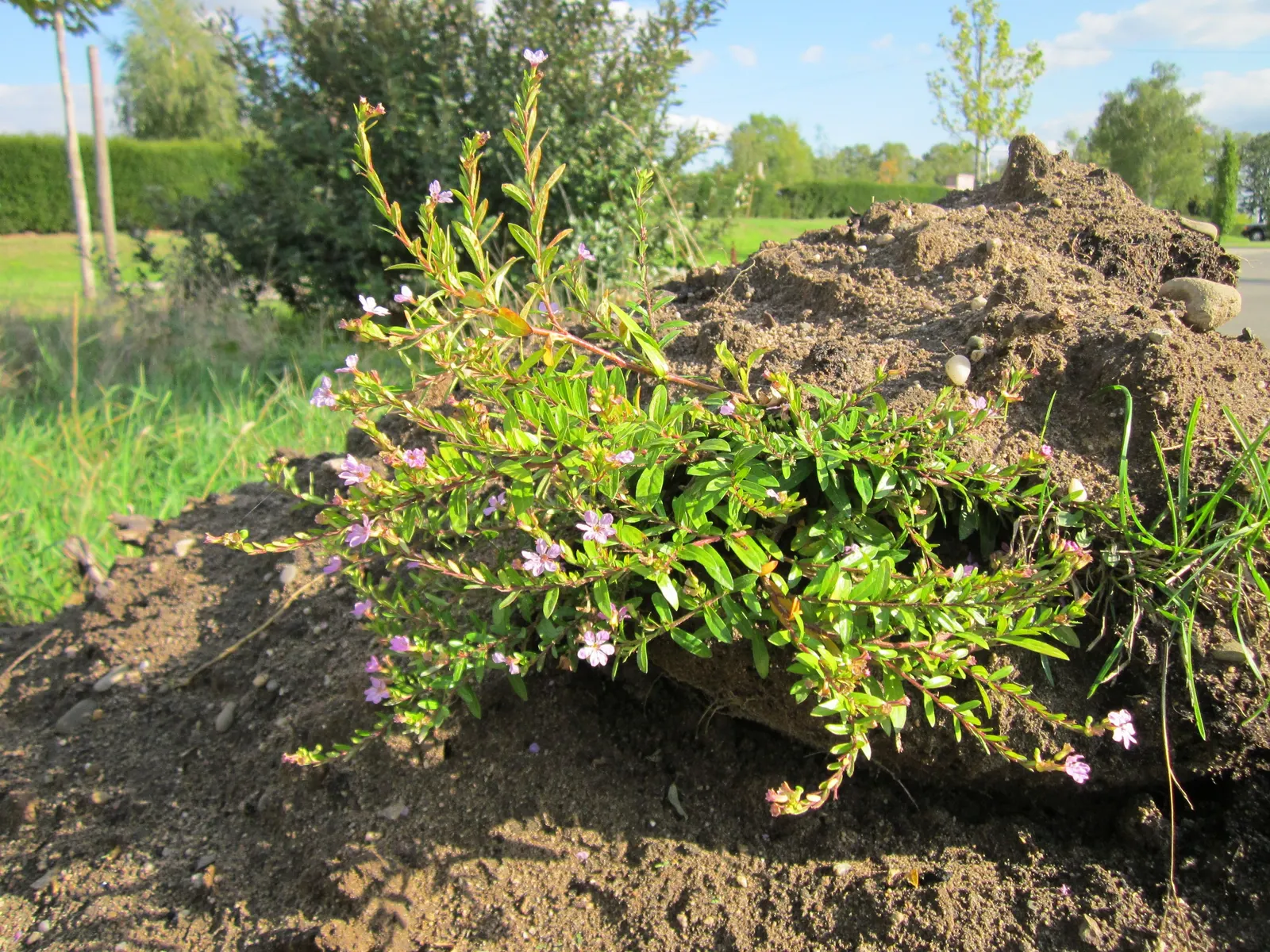 False Heather (Cuphea Hyssopifolia) — Its compact size also makes it an ideal choice for urban gardens or smaller spaces; reaching up to 24 inches, image 75