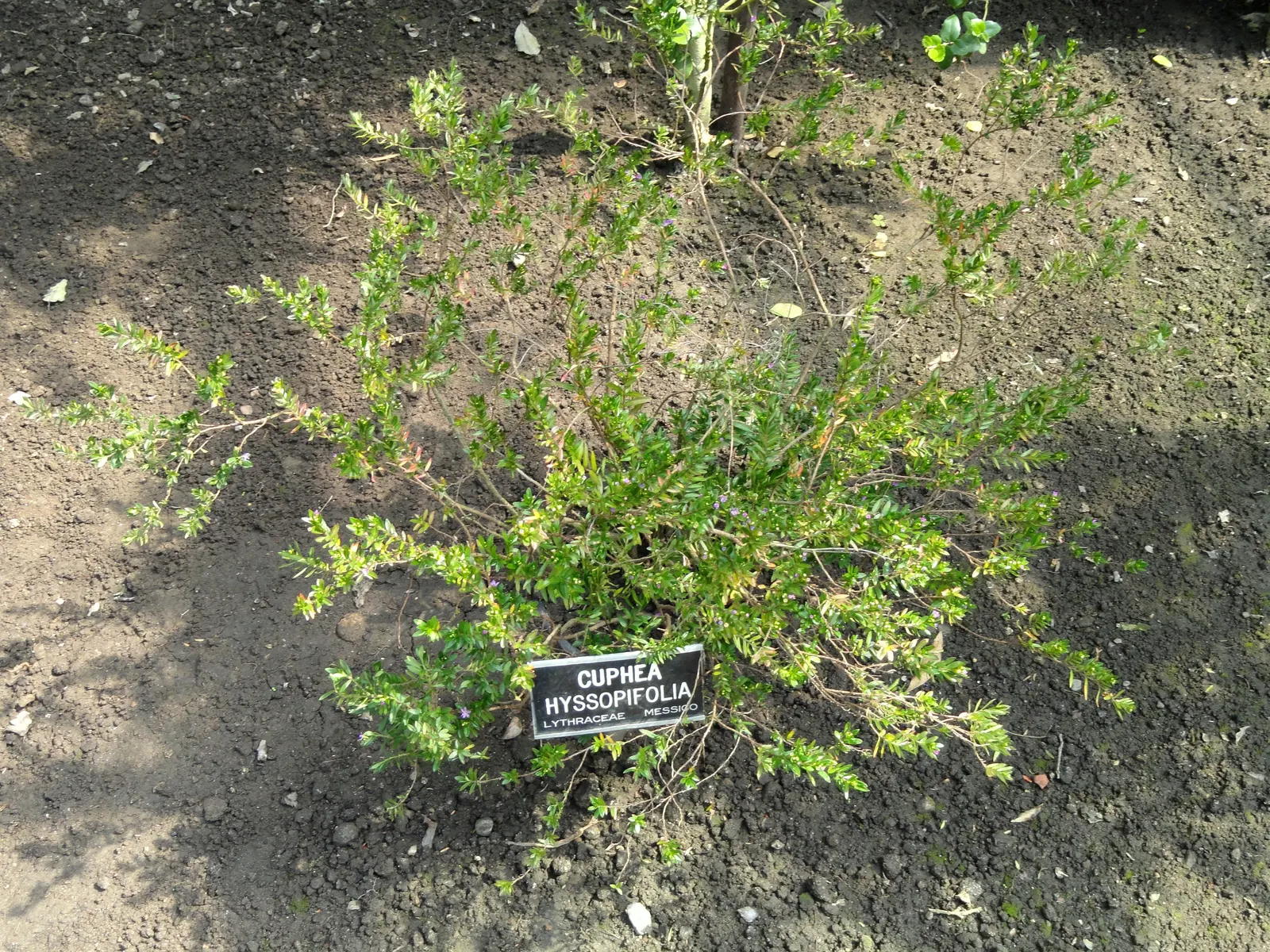 False Heather (Cuphea Hyssopifolia) — or in container plantings where its continual blooms can be appreciated up close; an accent in mixed borders