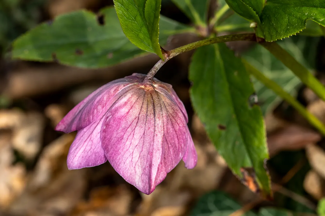 Lenten Rose (Helleborus Orientalis) — and a serene yet striking contribution to the seasonal garden tableau